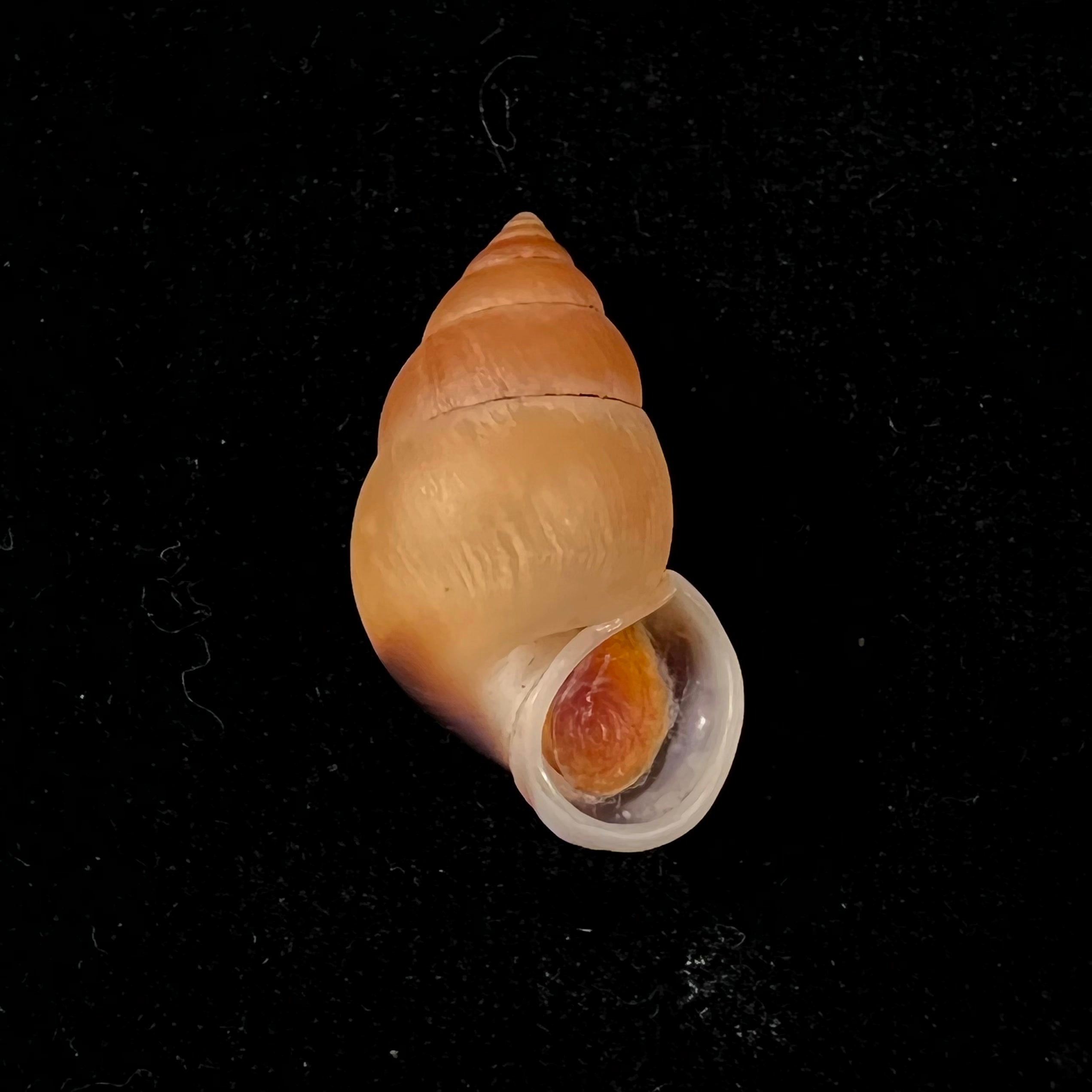 Hainesia crocea(GB Sowerby I, 1843)- 27,9毫米