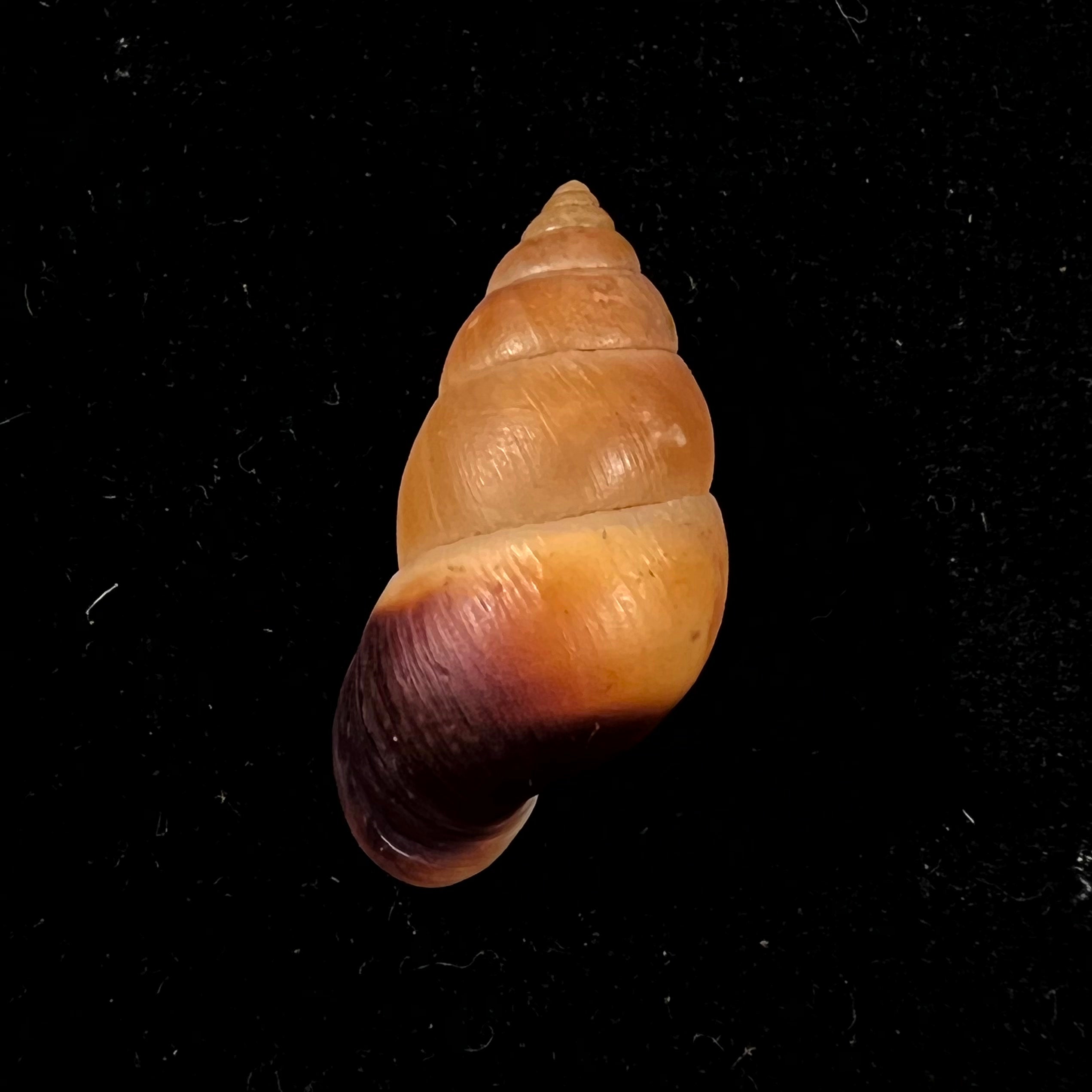 Hainesia crocea(GB Sowerby I, 1843)- 28,6毫米