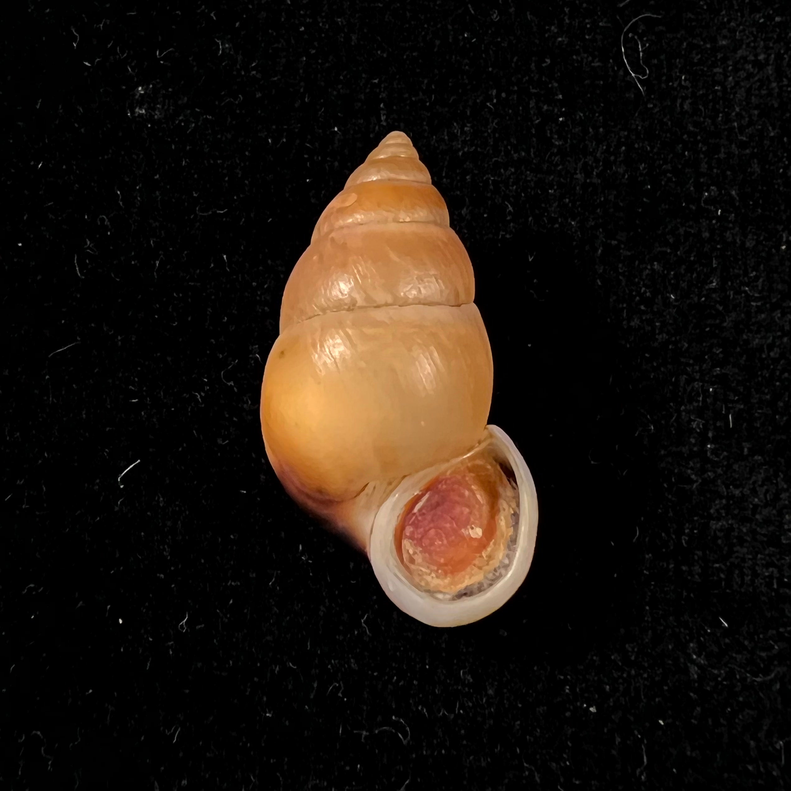 Hainesia crocea(GB Sowerby I, 1843)- 28,6毫米