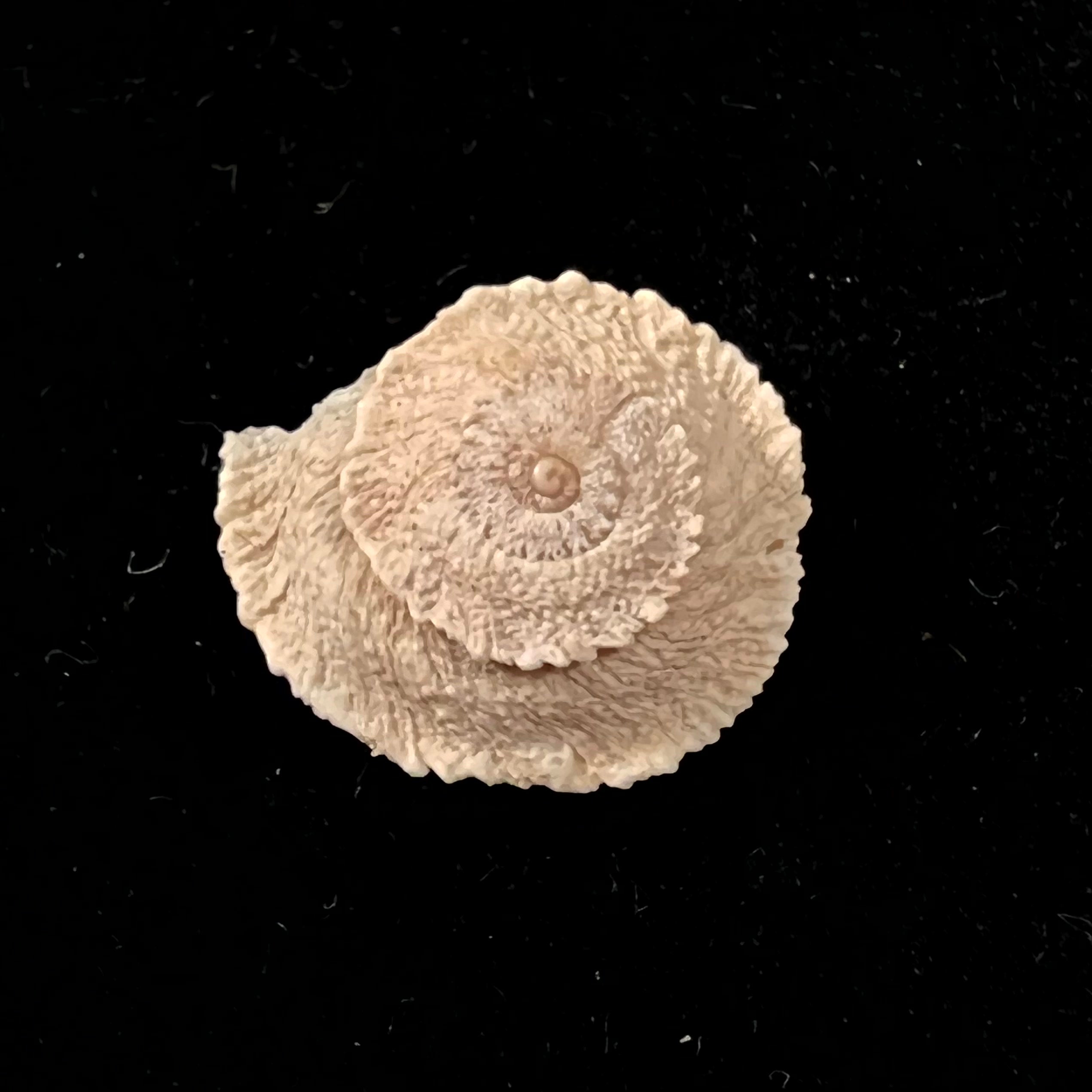 Helicopsis turcica (Holten, 1802) - 17,5mm