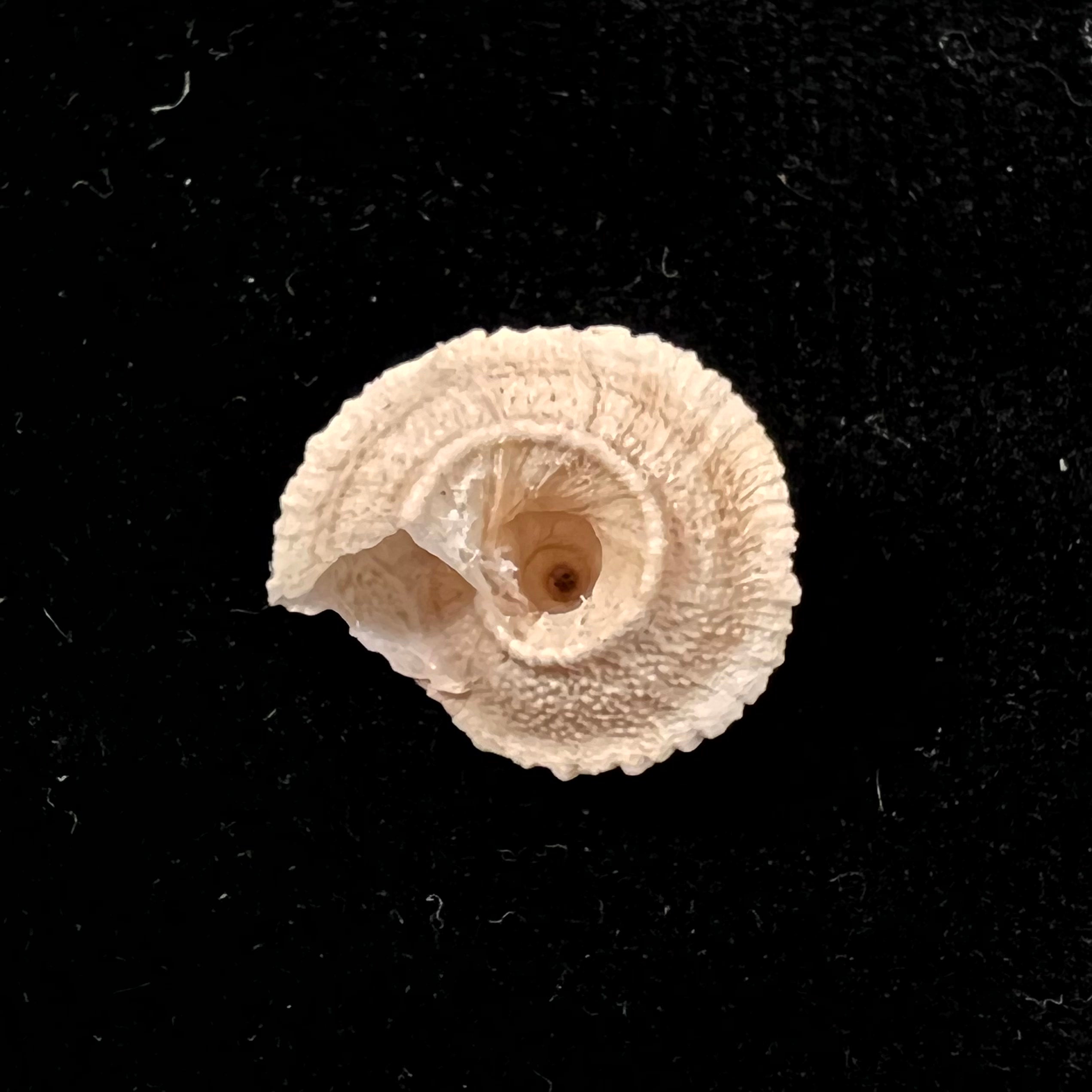 Helicopsis turcica (Holten, 1802) - 17,5mm