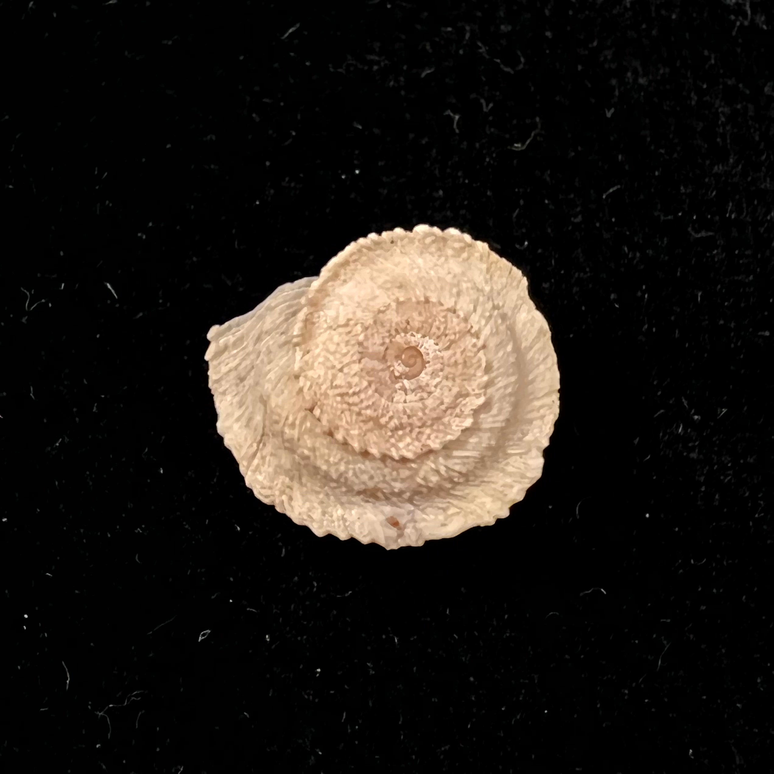 Helicopsis turcica (Holten, 1802) - 16,4mm