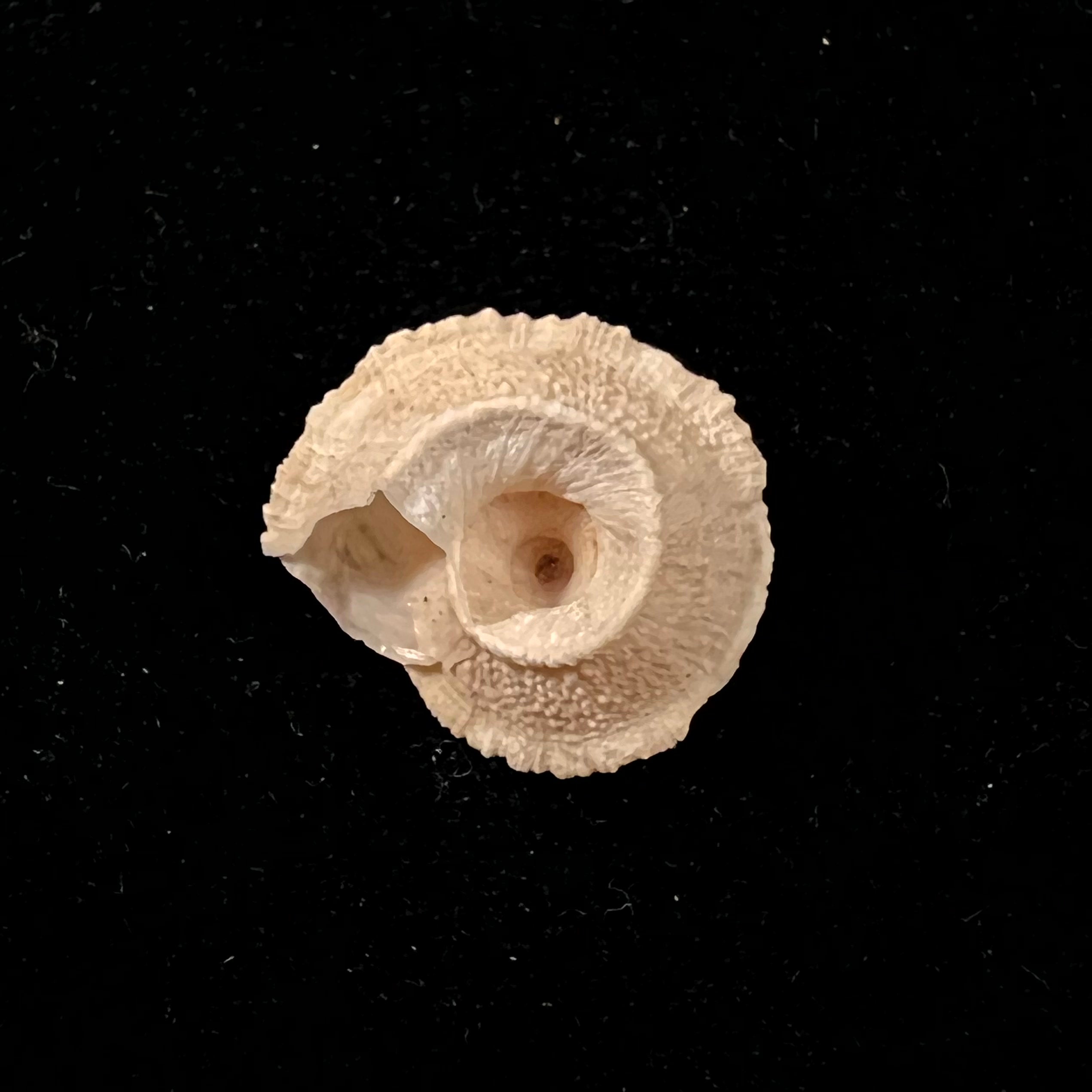 Helicopsis turcica (Holten, 1802) - 16,4mm