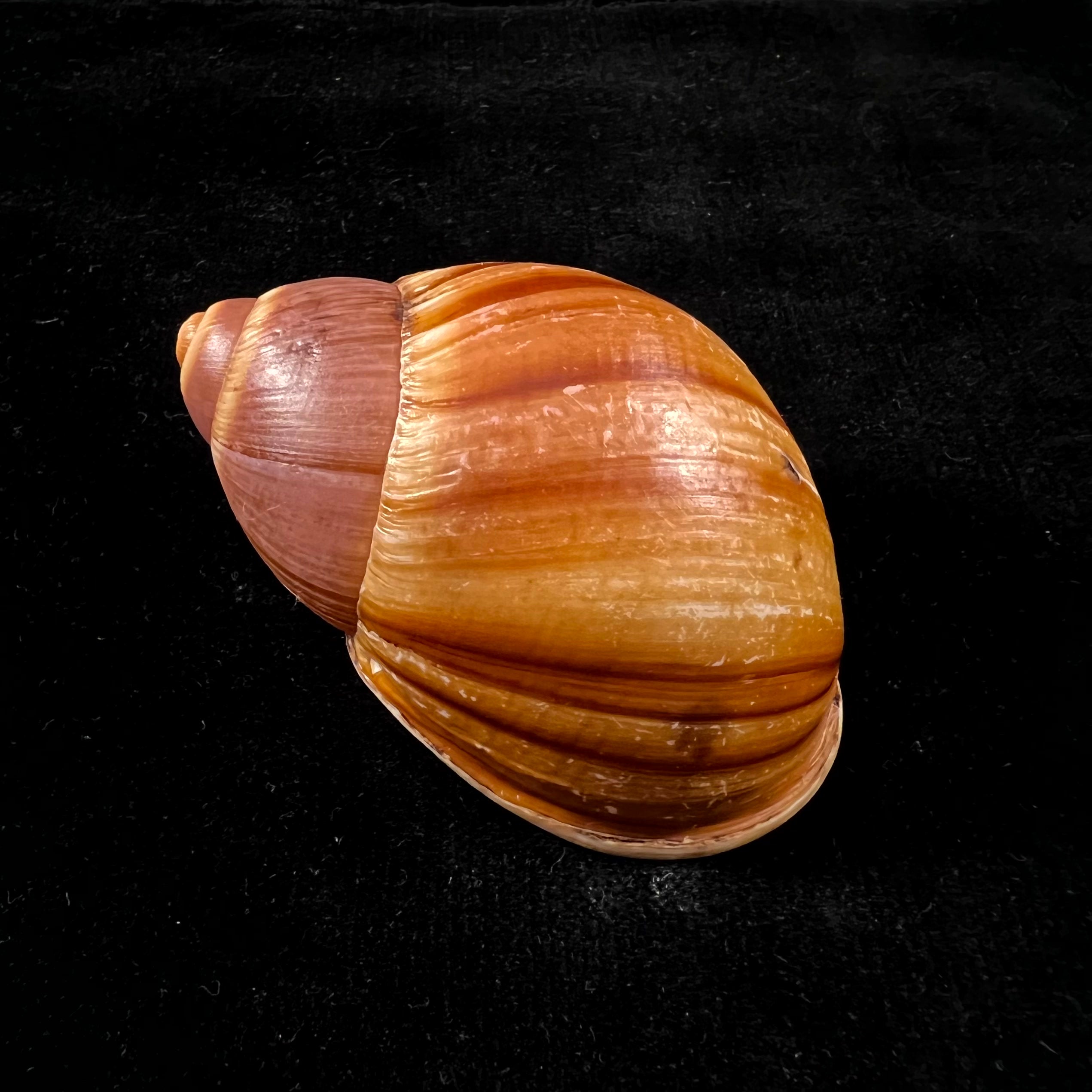 Megalobulimus mauricius Falconieri, 1996 - 76,5mm