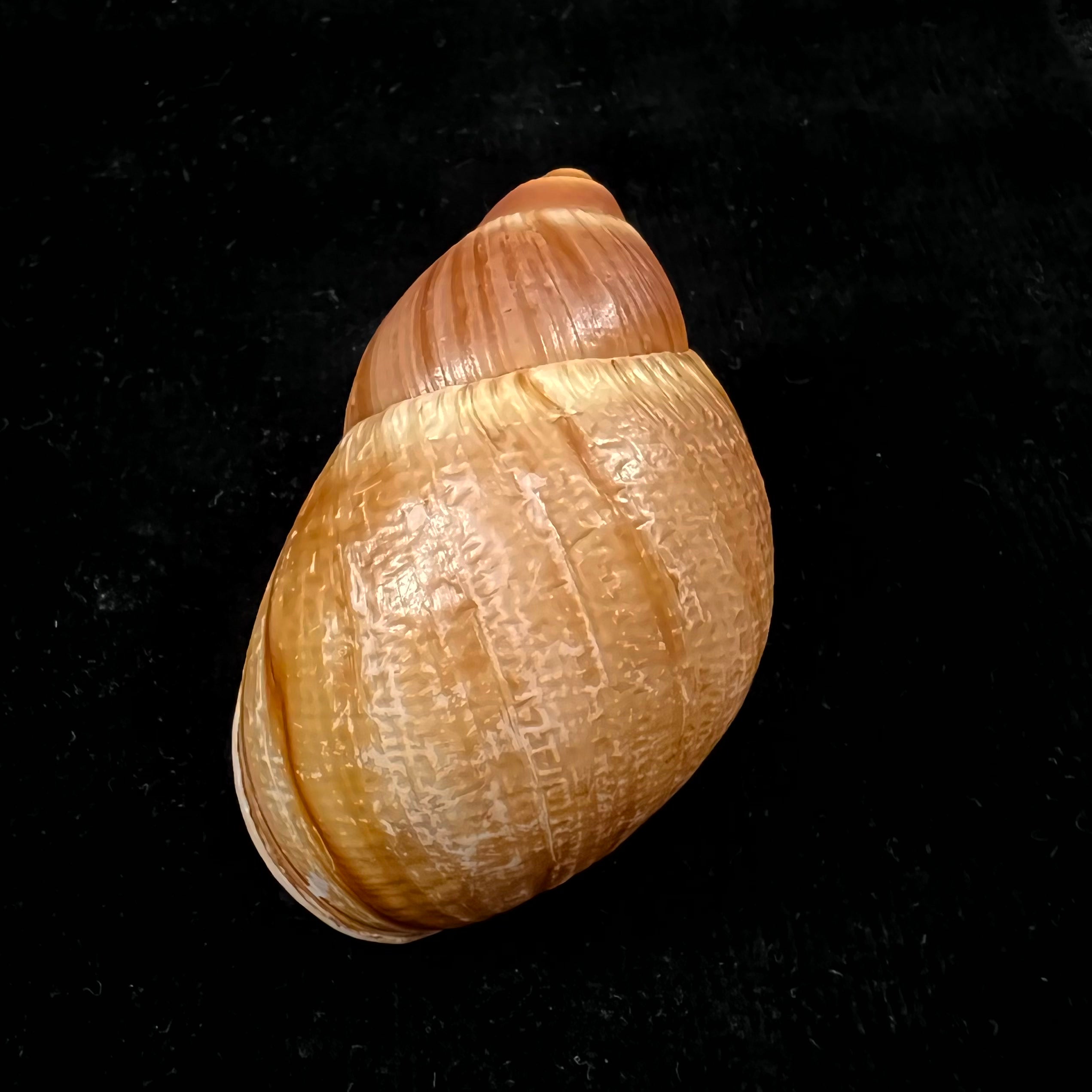 Megaloblimus mauricius Falconieri, 1996 - 79,3mm
