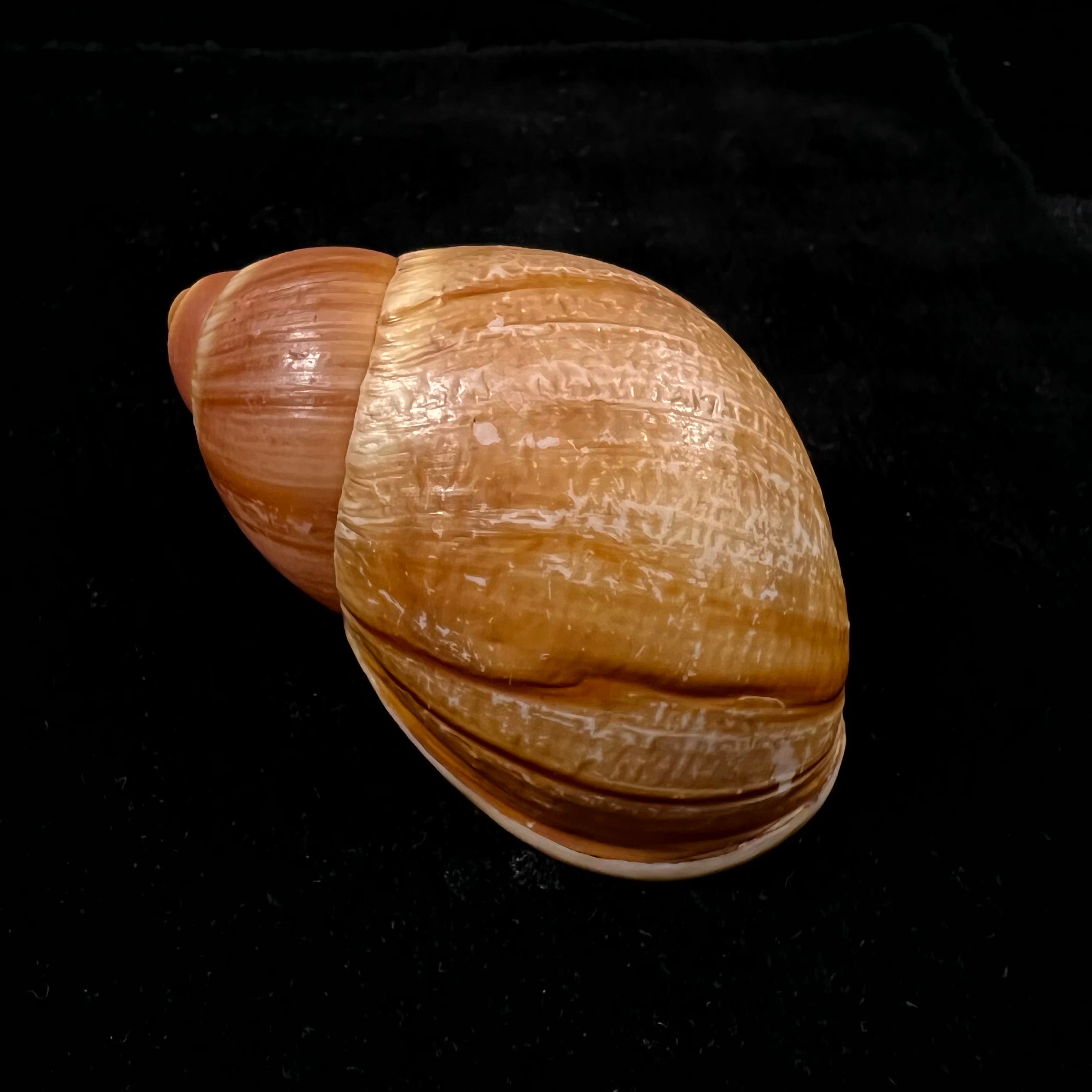 Megaloblimus mauricius Falconieri, 1996 - 79,3mm