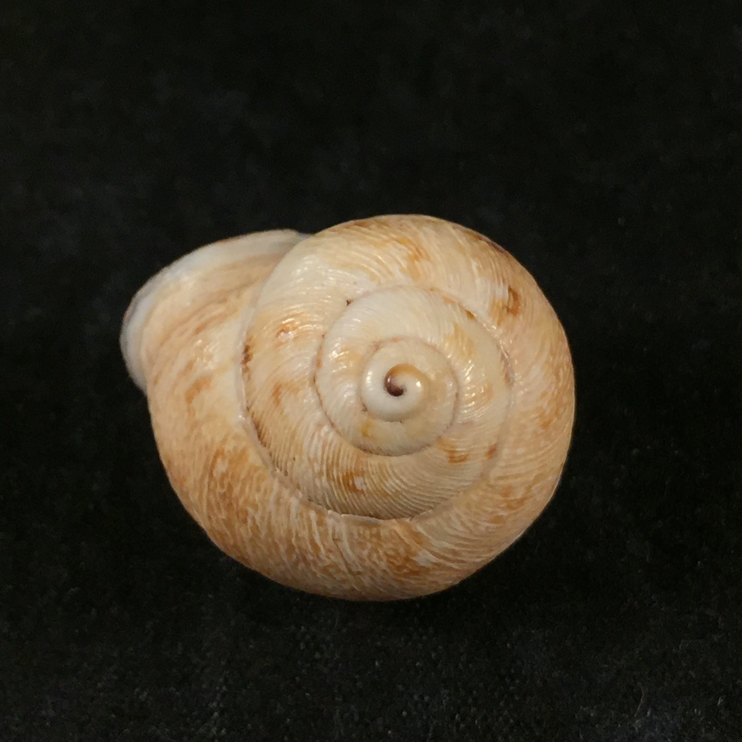 Eremina vermiculosa (Morelet, 1874) - 25,2mm