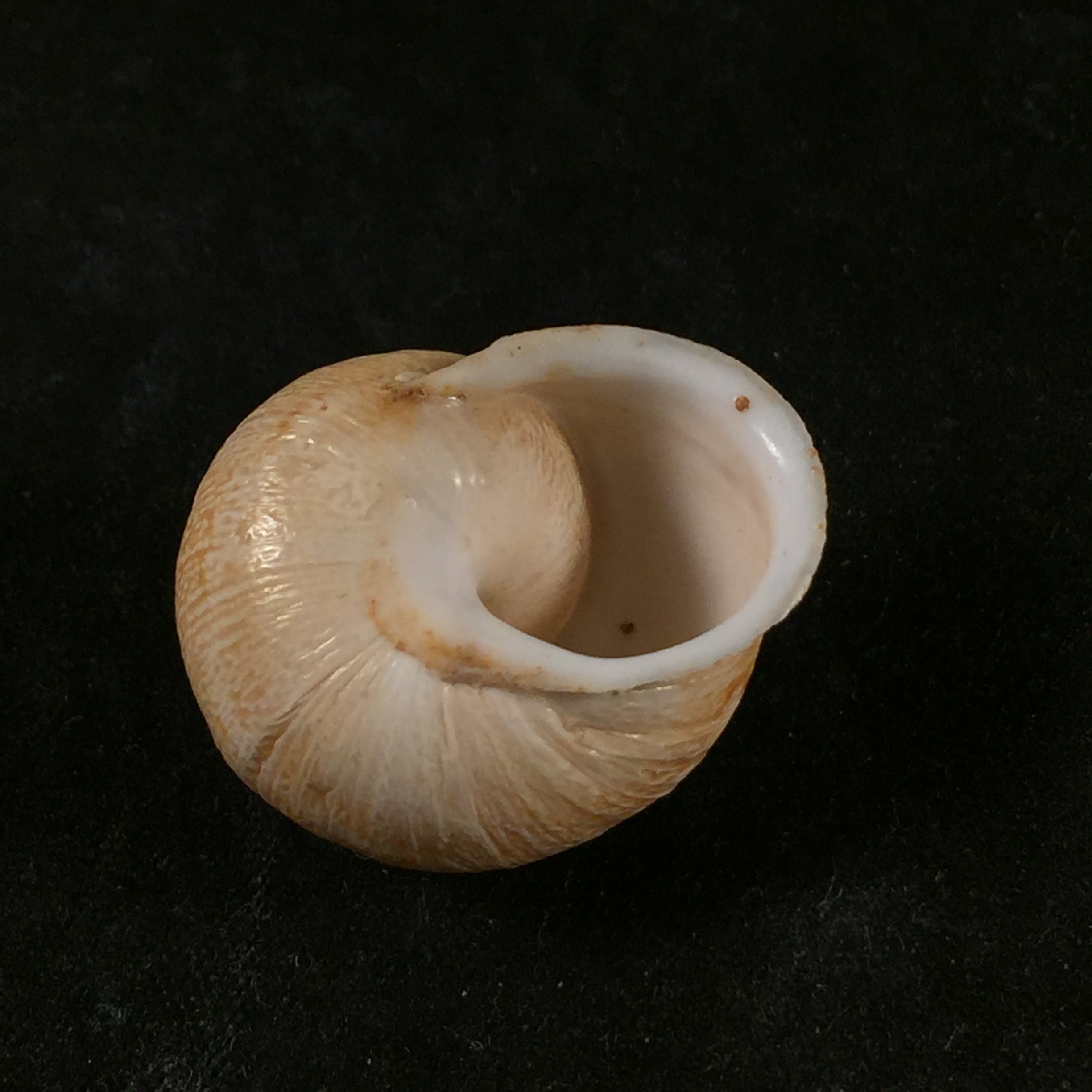 Eremina vermiculosa (Morelet, 1874) - 25,2mm