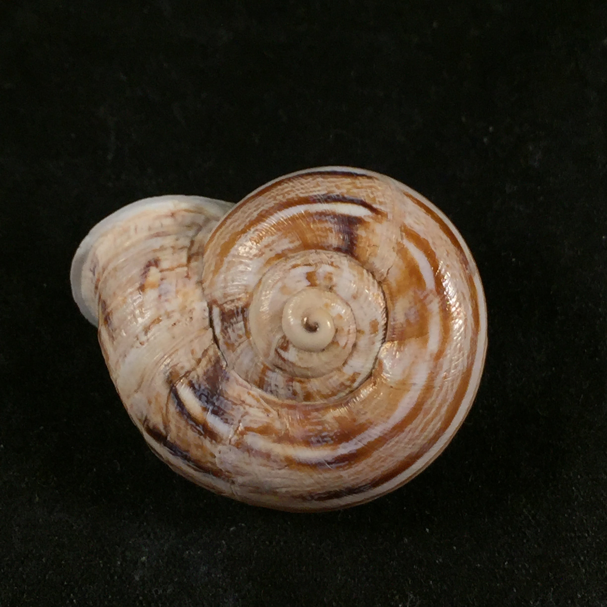 Eremina linanprietoae Cossignani & Ahuir, 2012 - 32,7mm