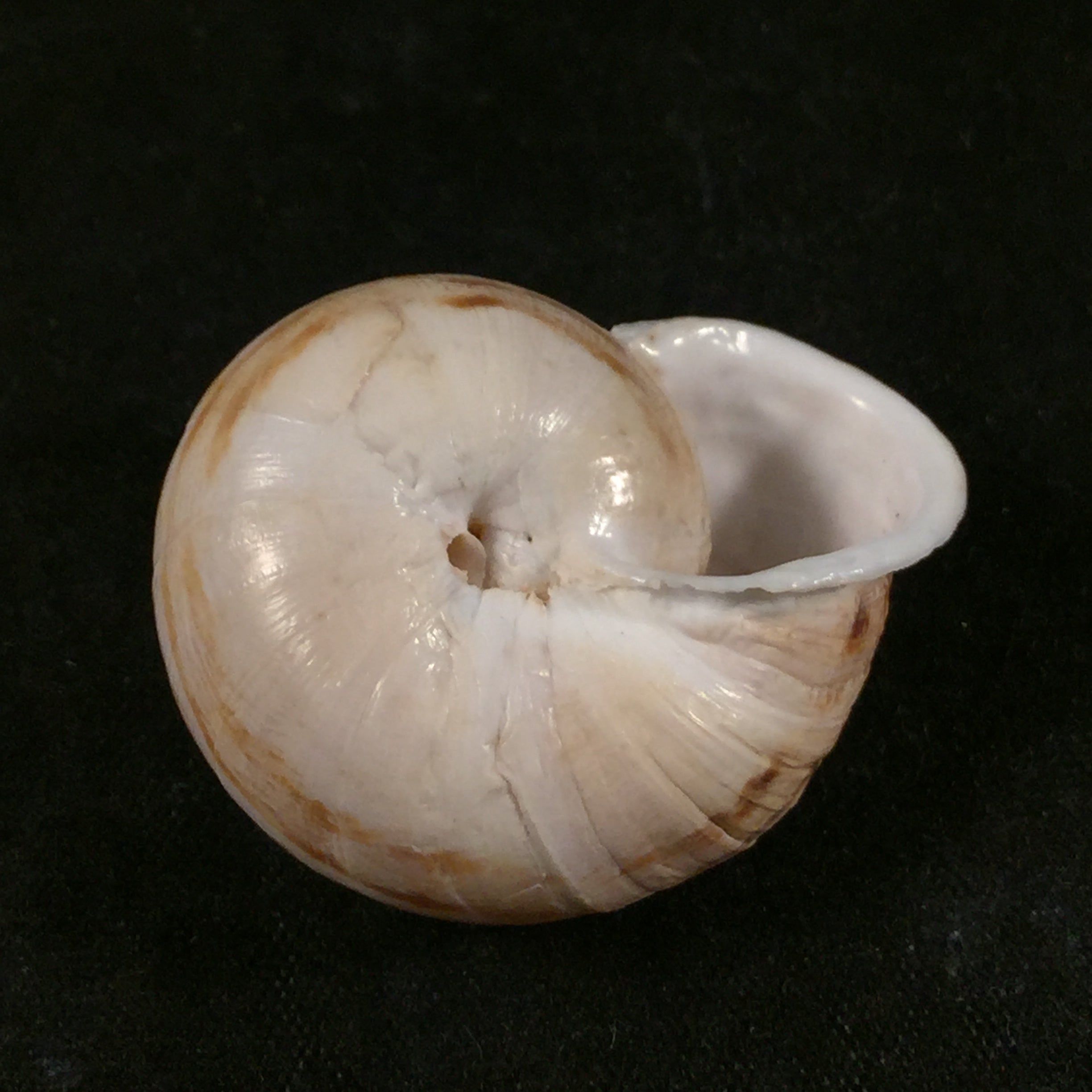 Eremina linanprietoae Cossignani & Ahuir, 2012 - 32,7mm
