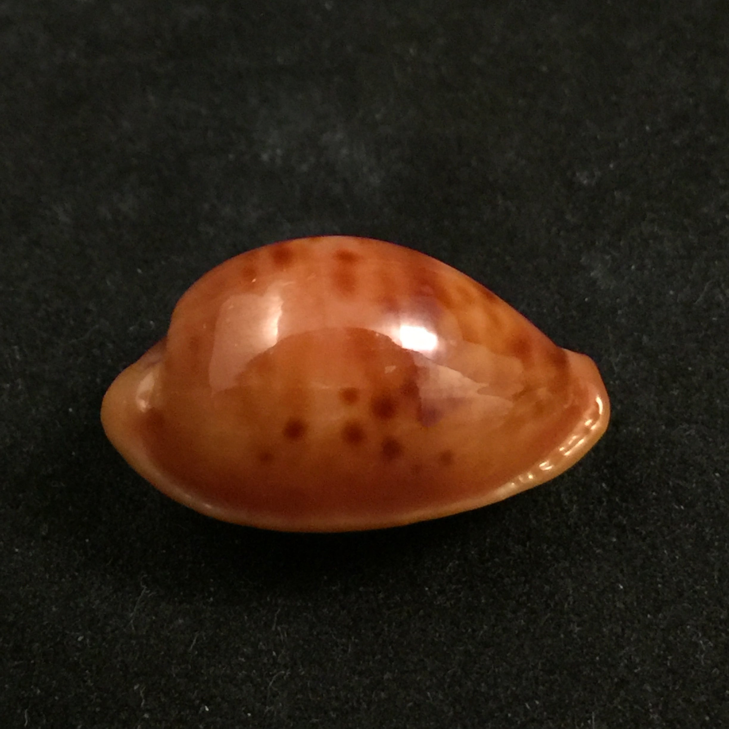 Propustularia surinamensis (G. Perry, 1811) - 25,5mm