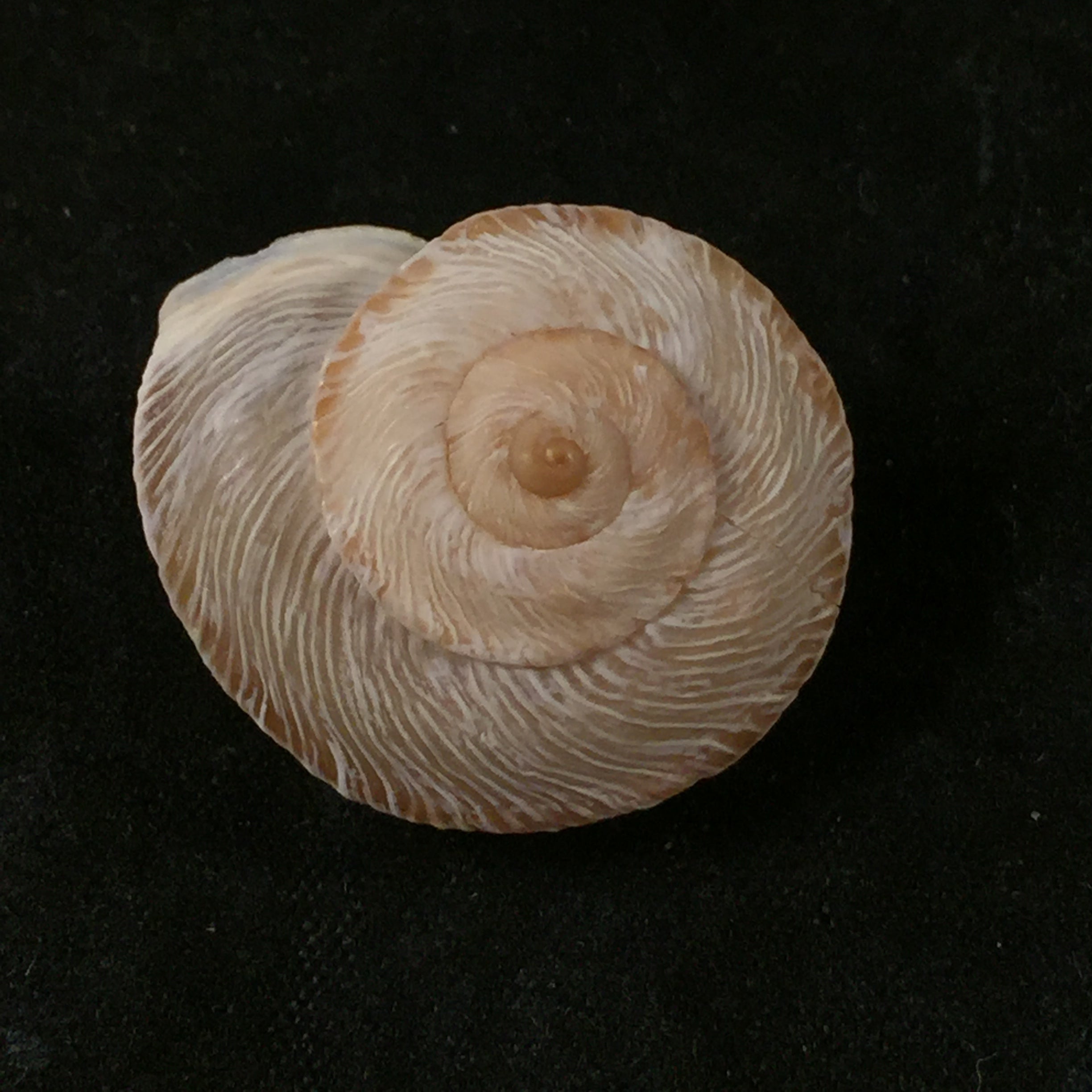 Rossmaessleria viola JH Ponsonby - 25,5毫米