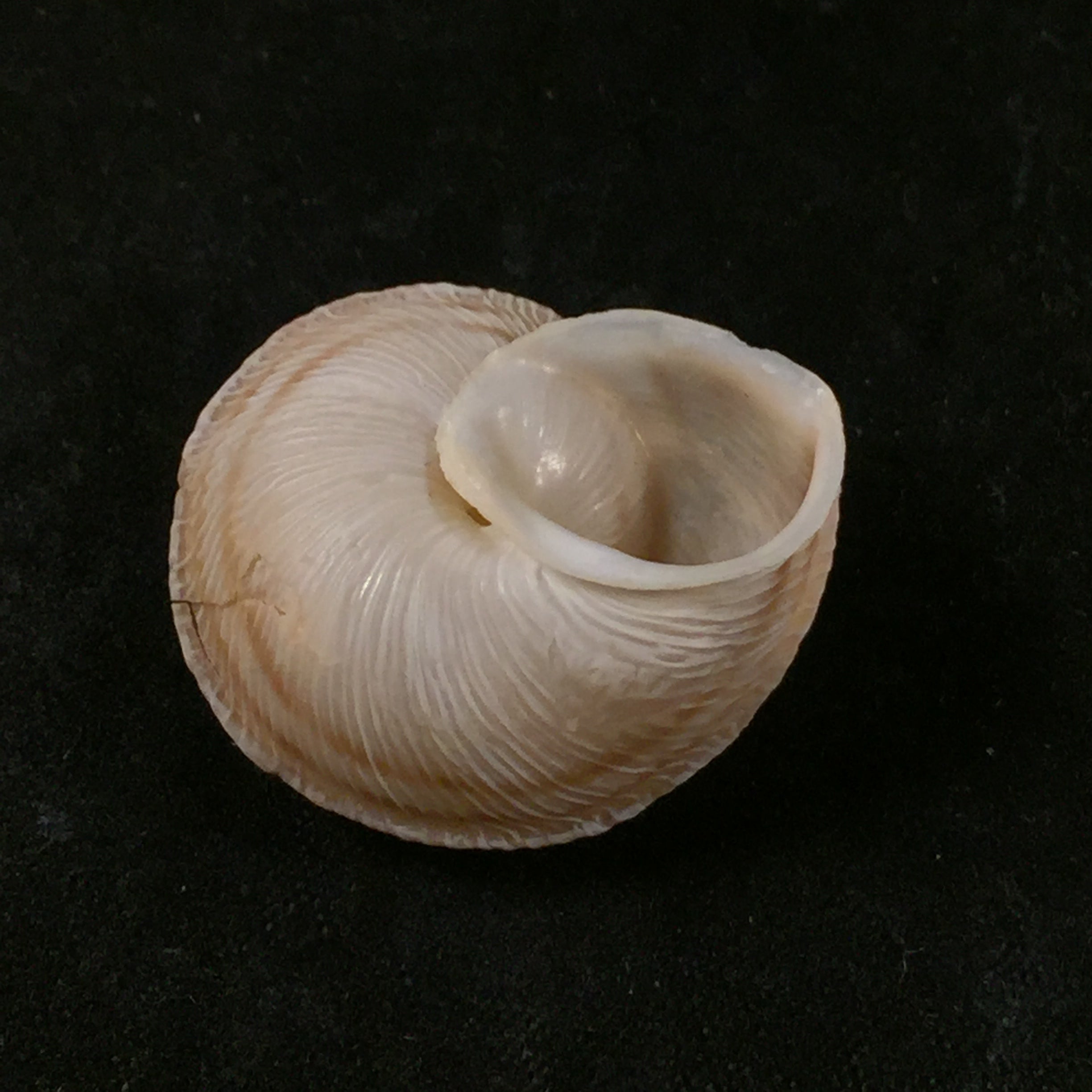 Rossmaessleria viola JH Ponsonby - 25,5毫米