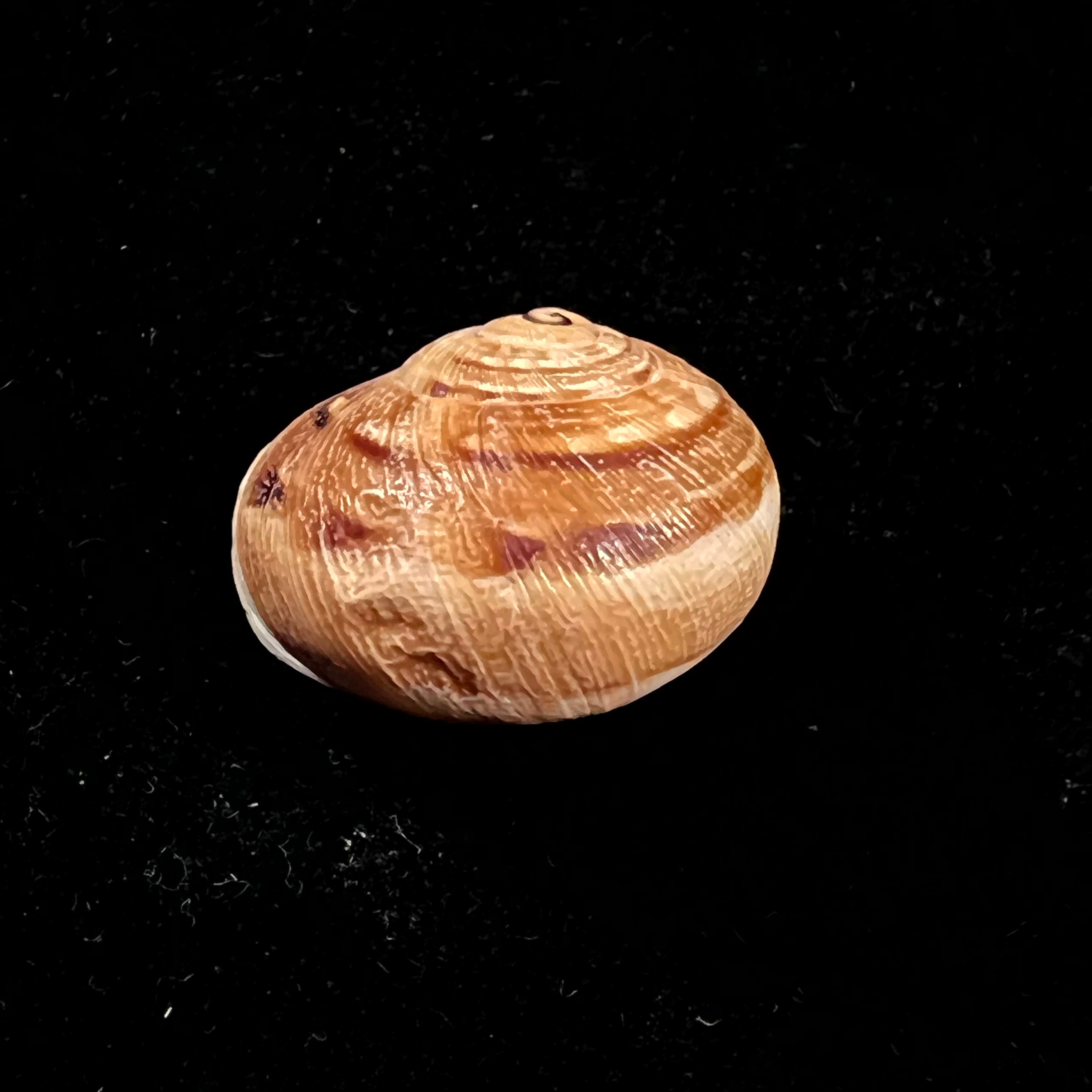 Eremina vermiculosa (Morelet, 1874) - 25mm