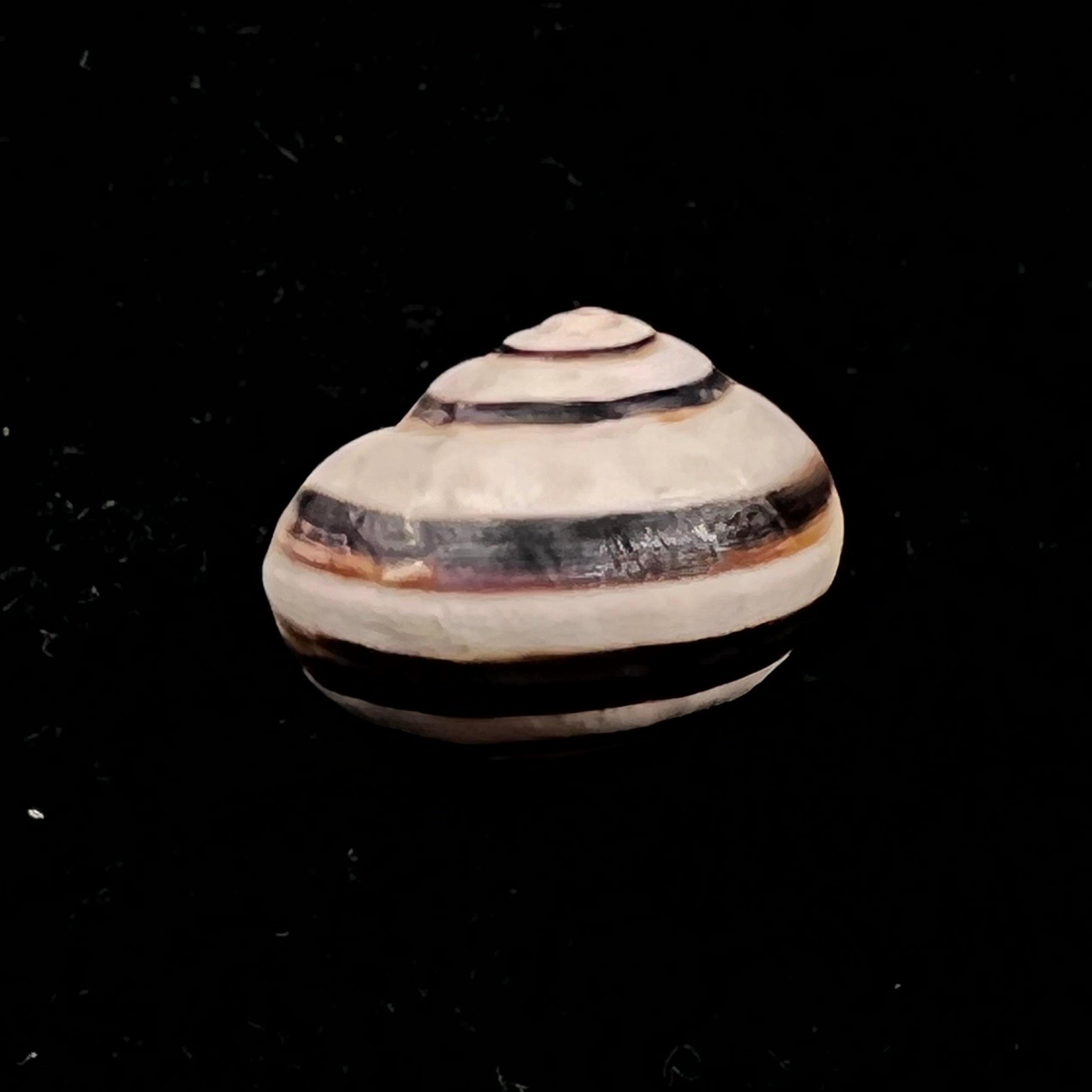Theba solimae (Sacchi, 1955) - 14,8mm