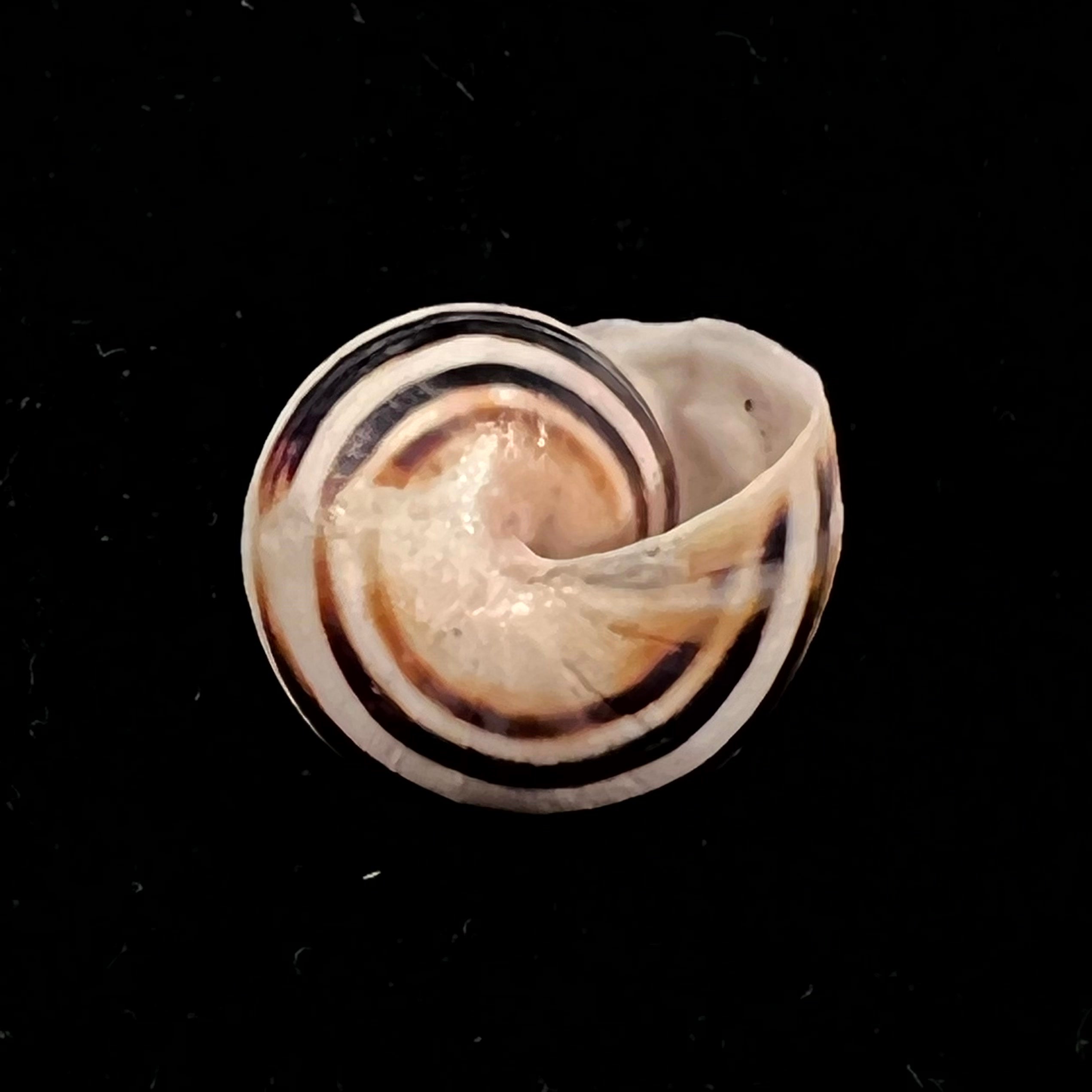 Theba solimae (Sacchi, 1955) - 14,8mm