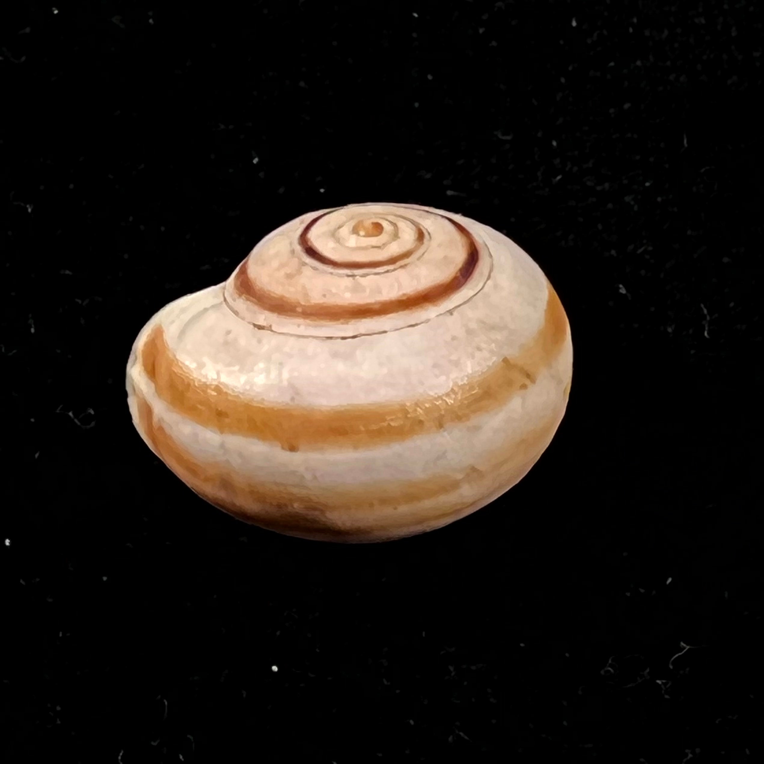 Theba subdentata (A. Férussac, 1821) - 18,3毫米