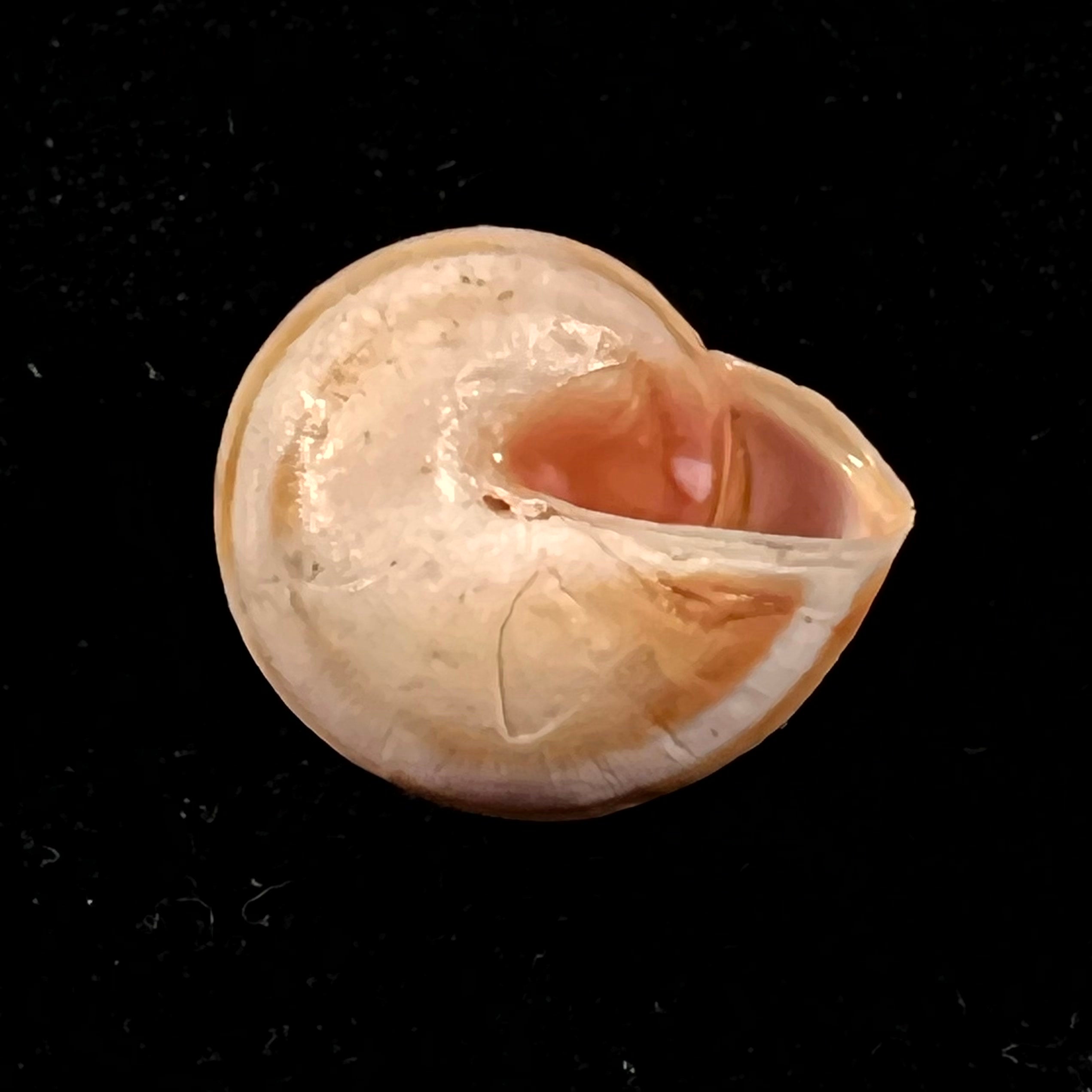 Theba subdentata (A. Férussac, 1821) - 18,3毫米