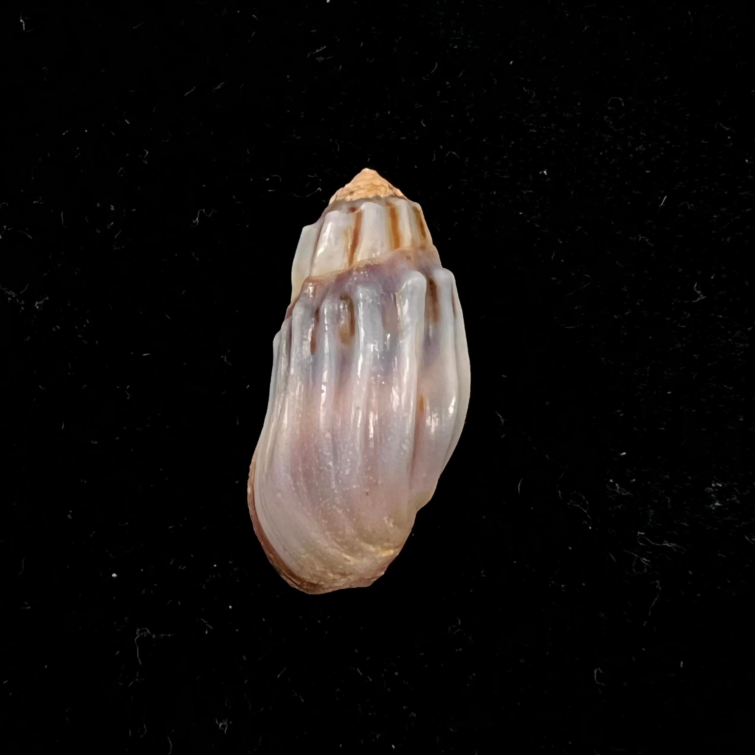 Melanopsis magnifica 布尔吉纳, 1884 - 26,3mm
