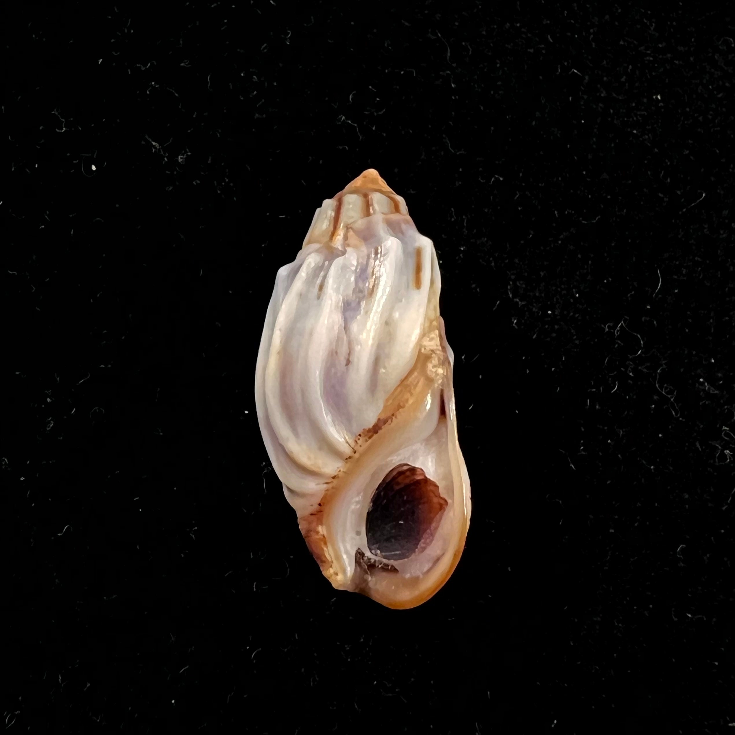 Melanopsis magnifica 布尔吉纳, 1884 - 26,3mm