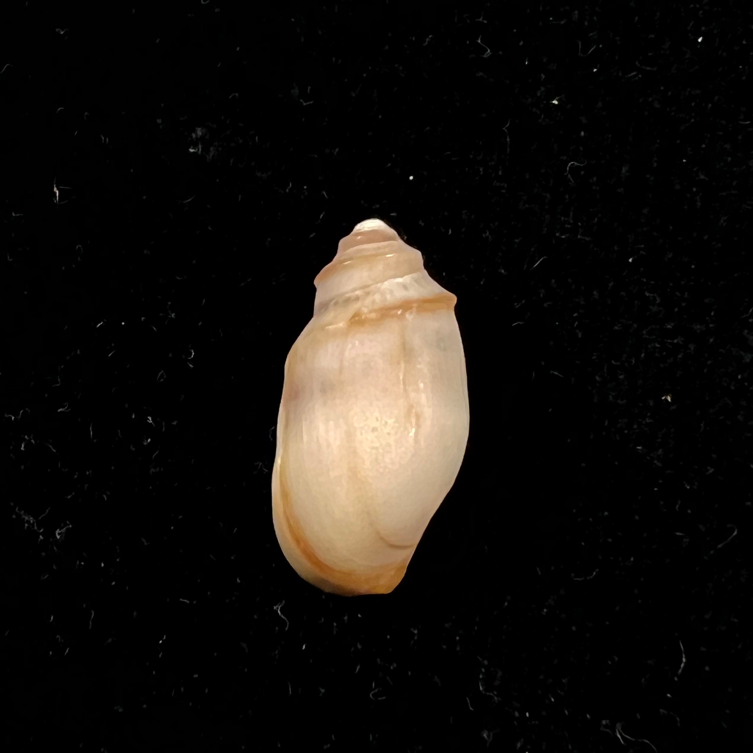 Melanopsis percarinata Pallary, 1918 - 20,8毫米