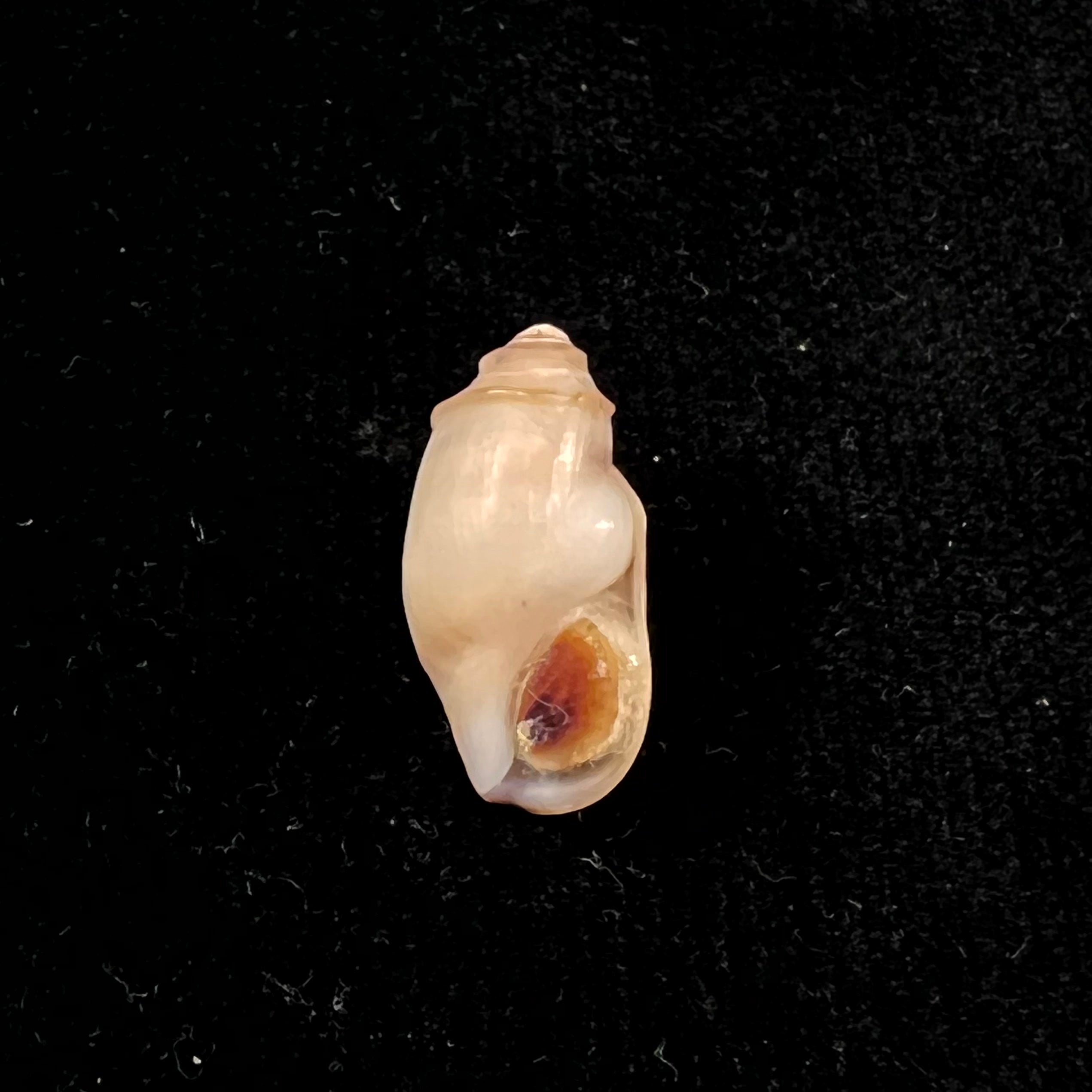 Melanopsis percarinata Pallary, 1918 - 20,8毫米