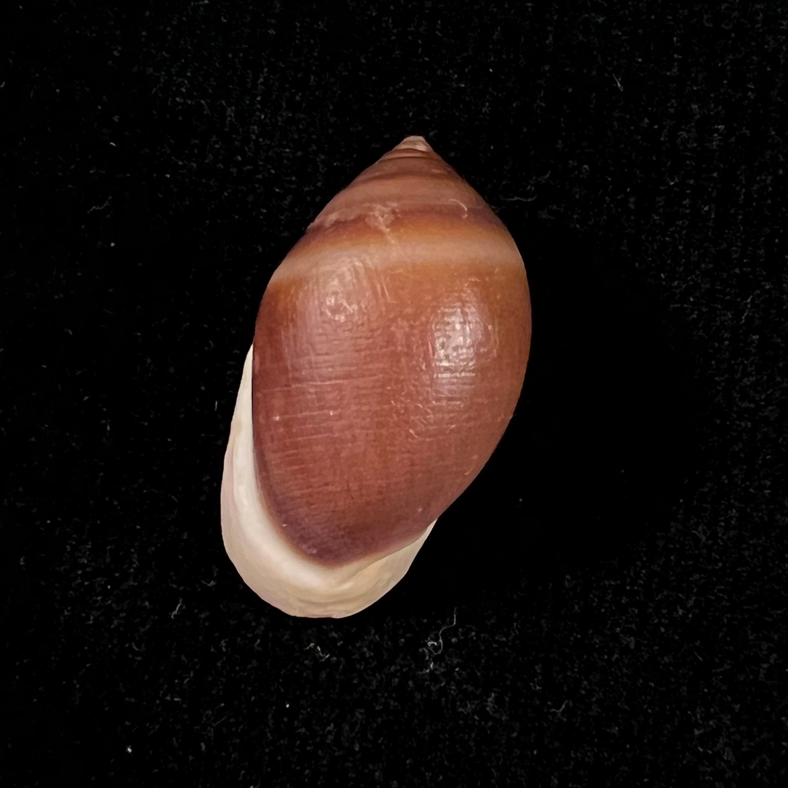 Cassidula aurisfelis (Bruguière, 1789) - 25,5mm