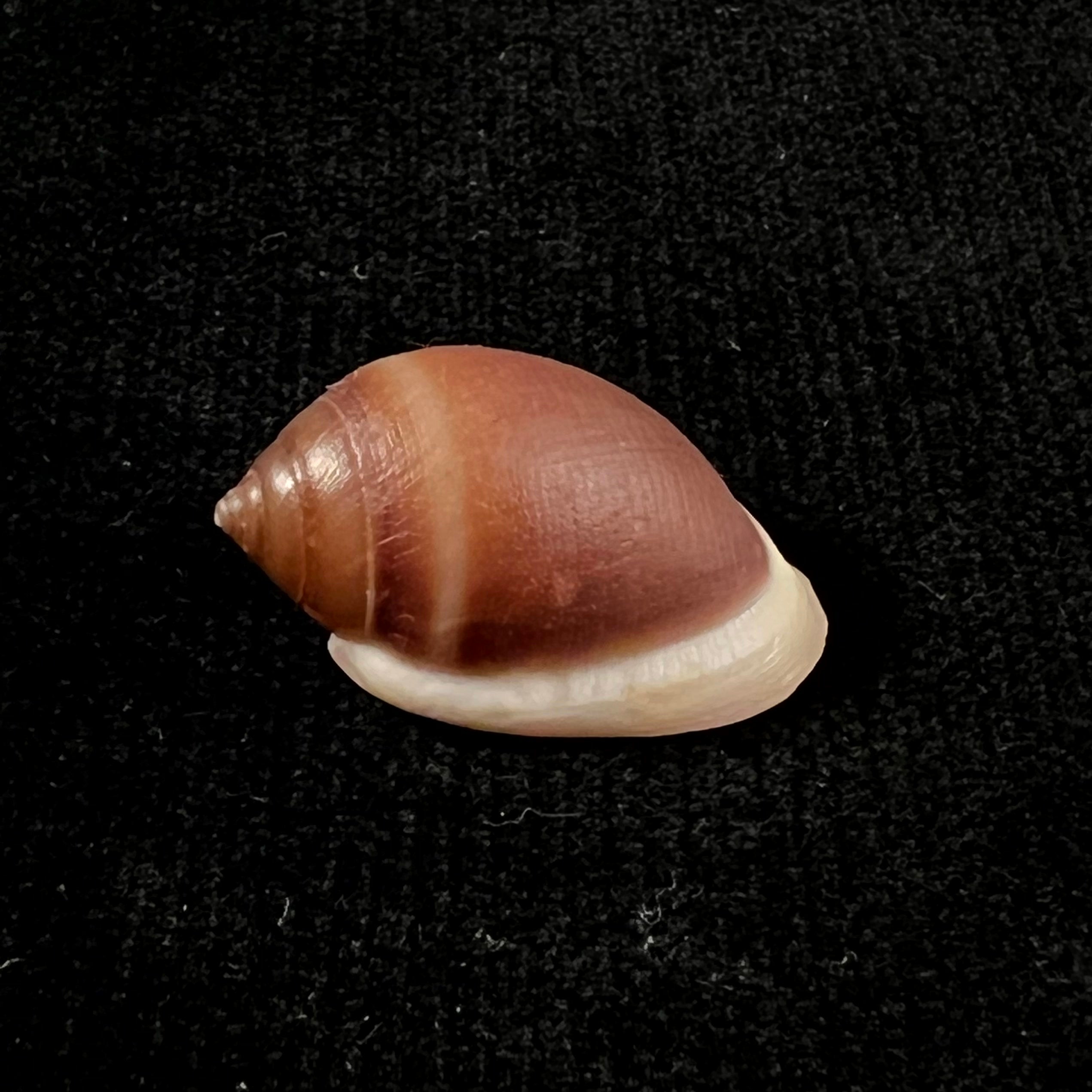 Cassidula aurisfelis (Bruguière, 1789) - 25,5mm