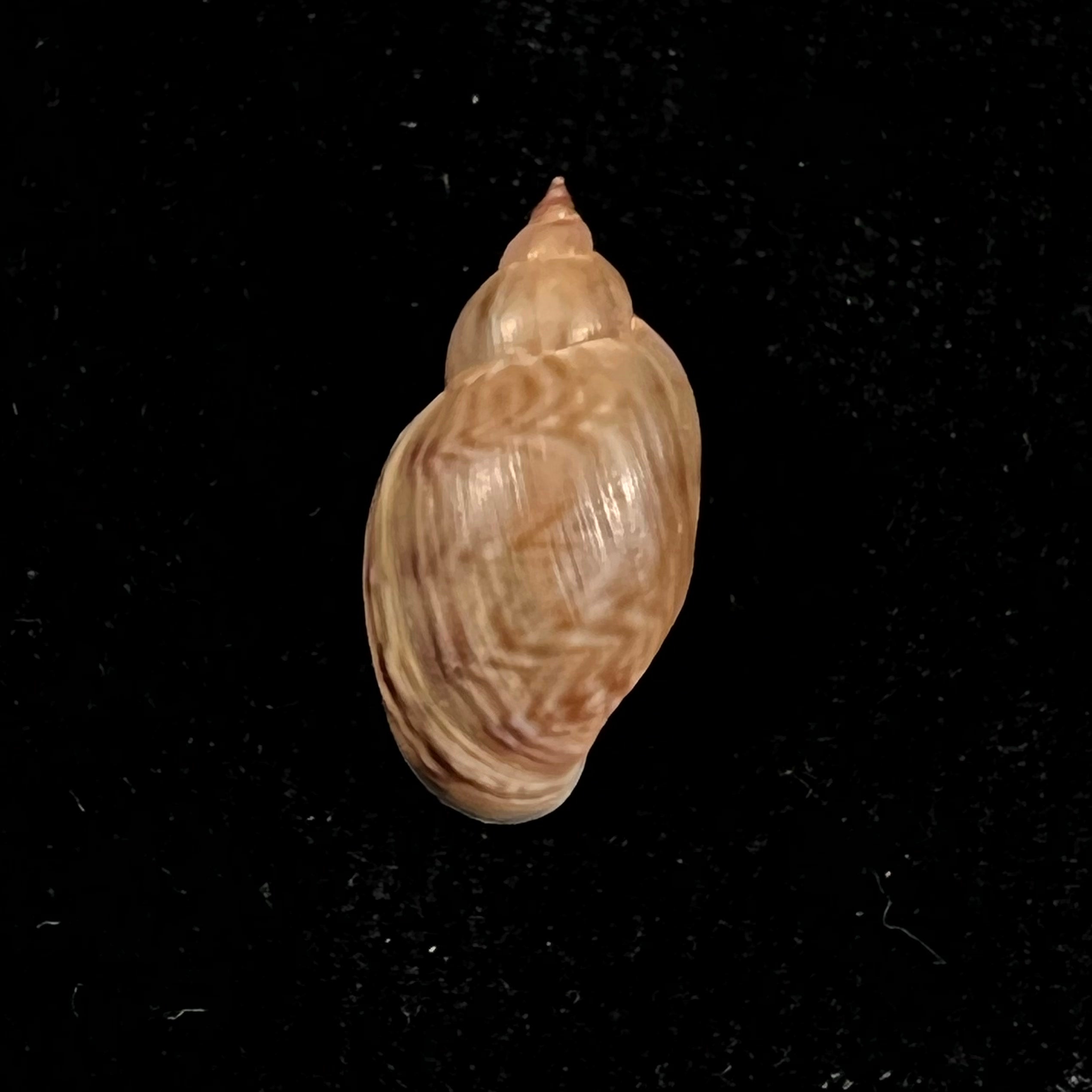 Chilina parchappii (Orbigny, 1835) - 17,8毫米