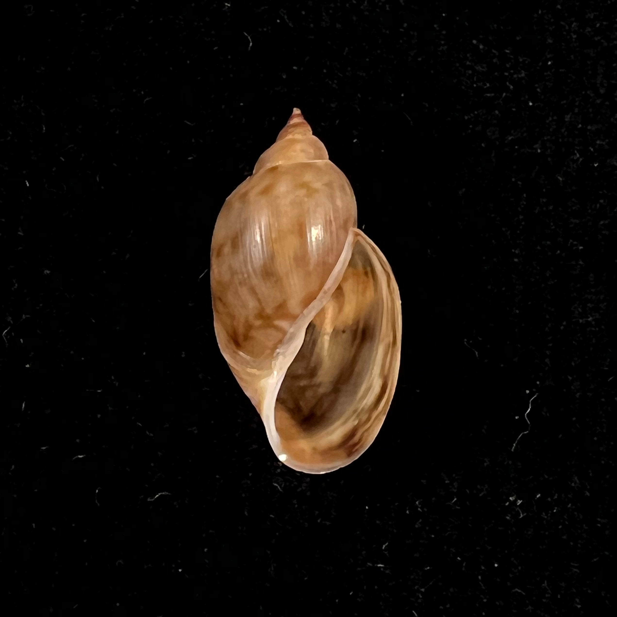 Chilina parchappii (Orbigny, 1835) - 17,8毫米