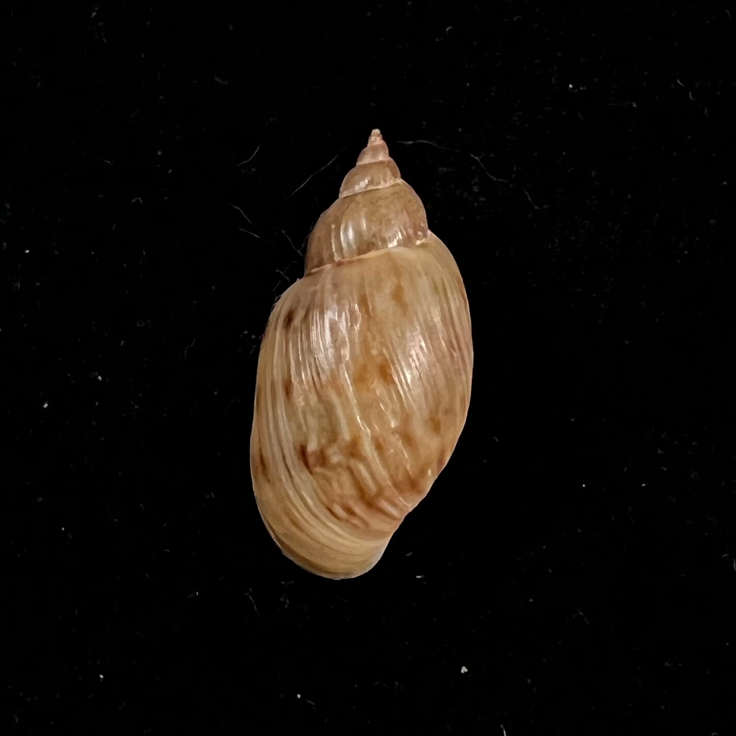 Chilina parchappii (Orbigny, 1835) - 20,2毫米