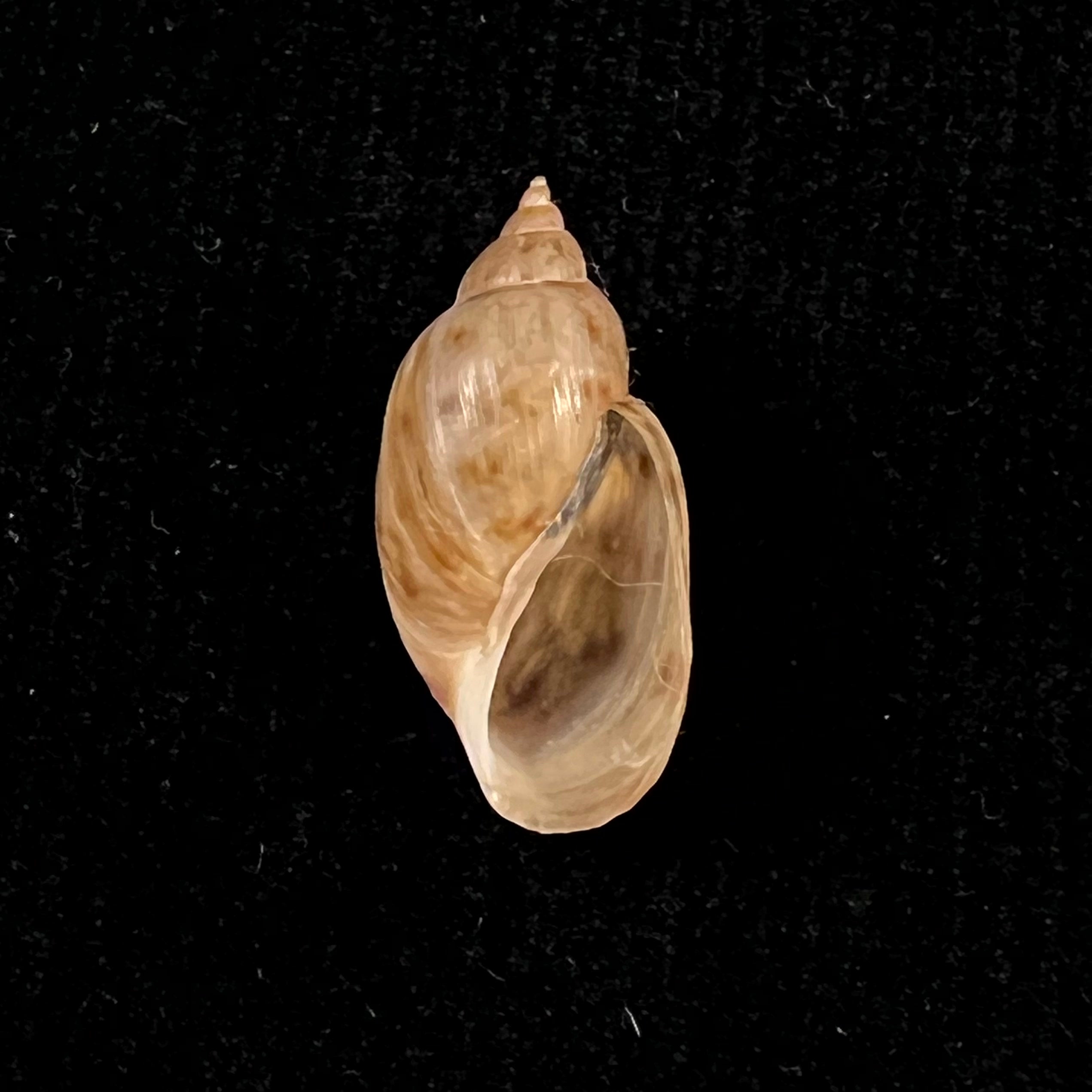 Chilina parchappii (Orbigny, 1835) - 20,2毫米