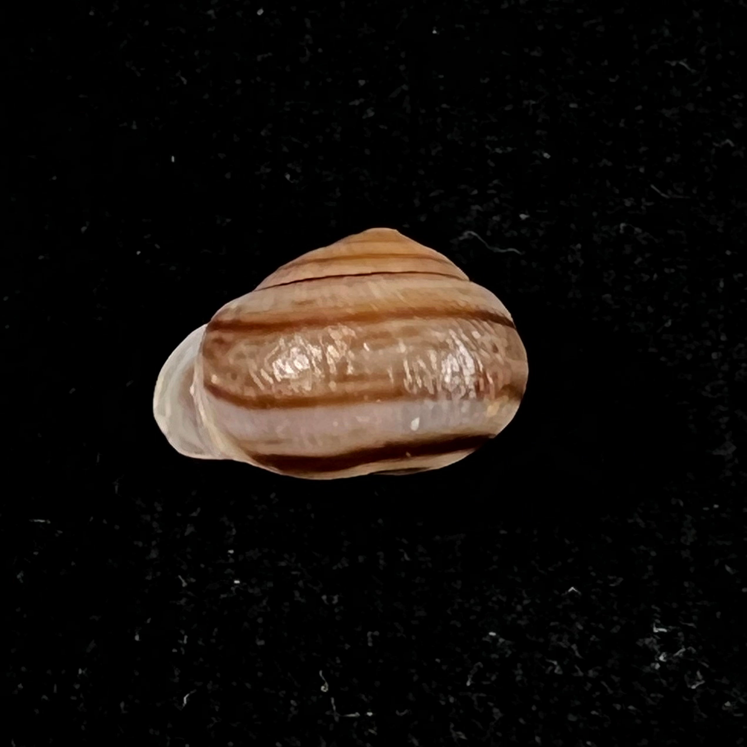 Tomigerus clausus Spix, 1827 - 14,4mm