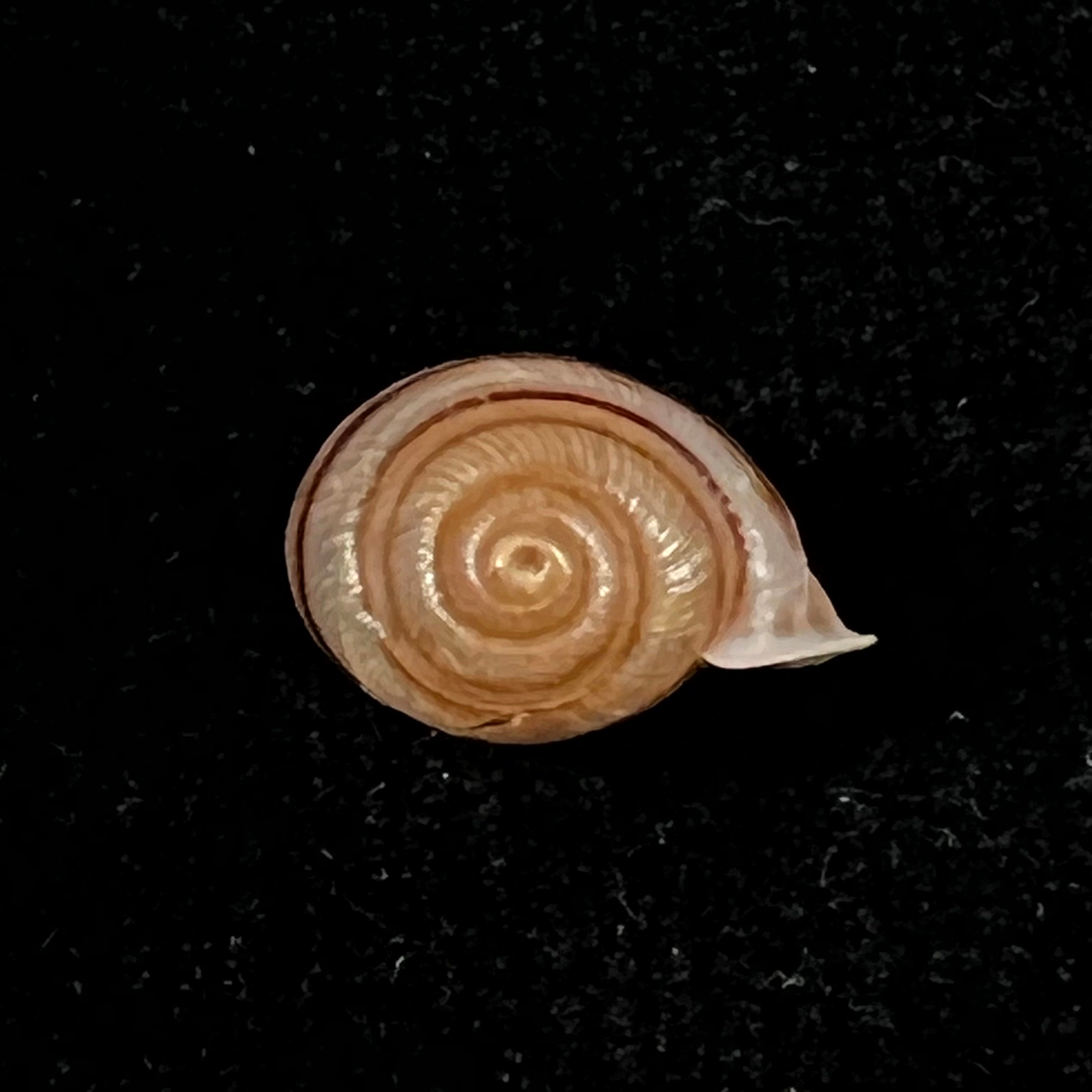Tomigerus clausus Spix, 1827 - 14,4mm