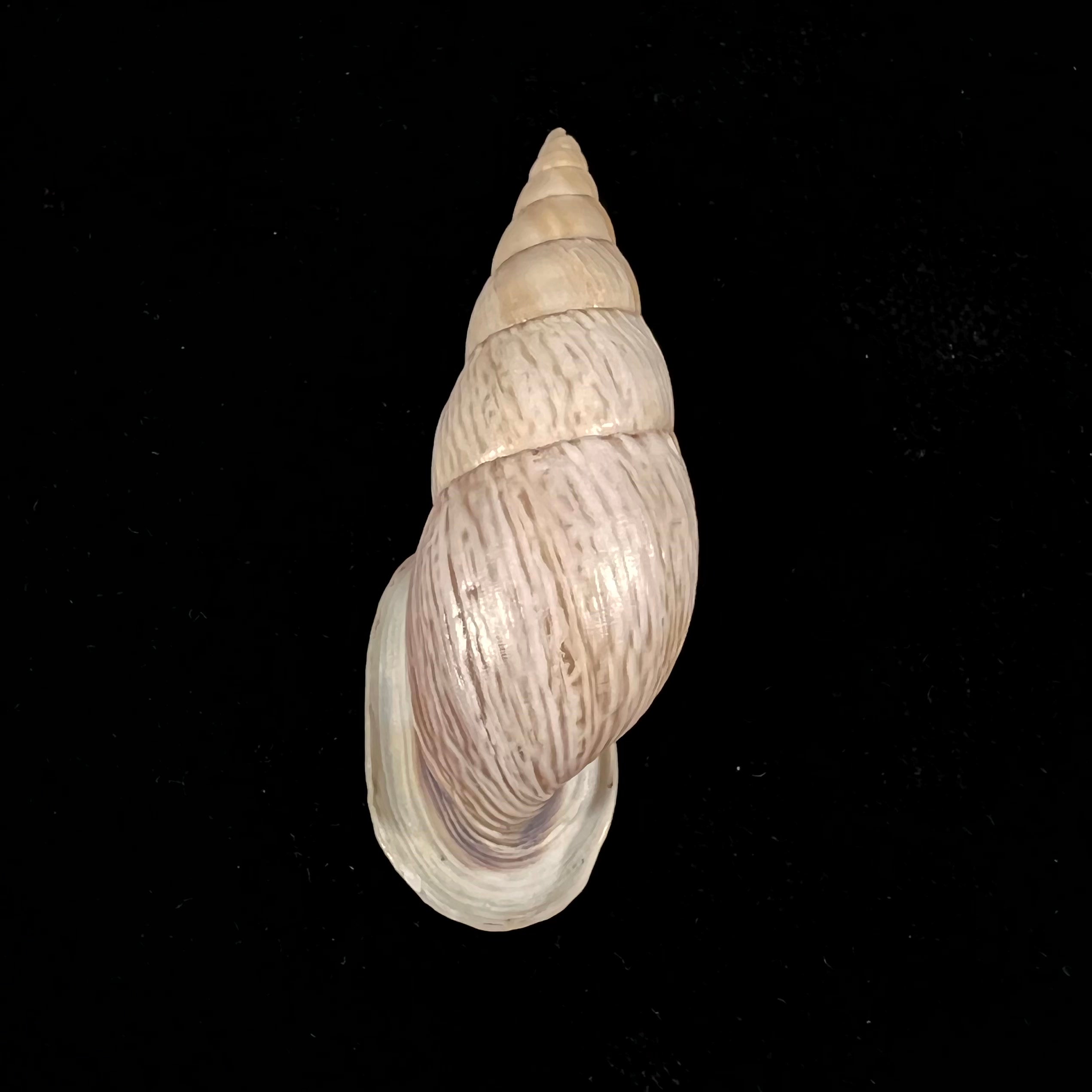 Burringtonia labrosa (Menke, 1828) - 57,6毫米