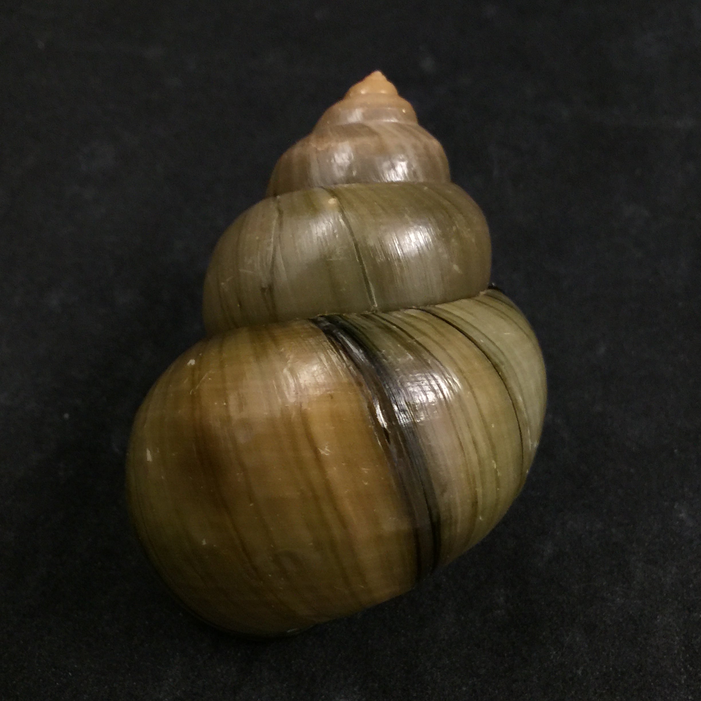 Cipangopaludina chinensis chinensis (灰色, 1834) - 60,4mm