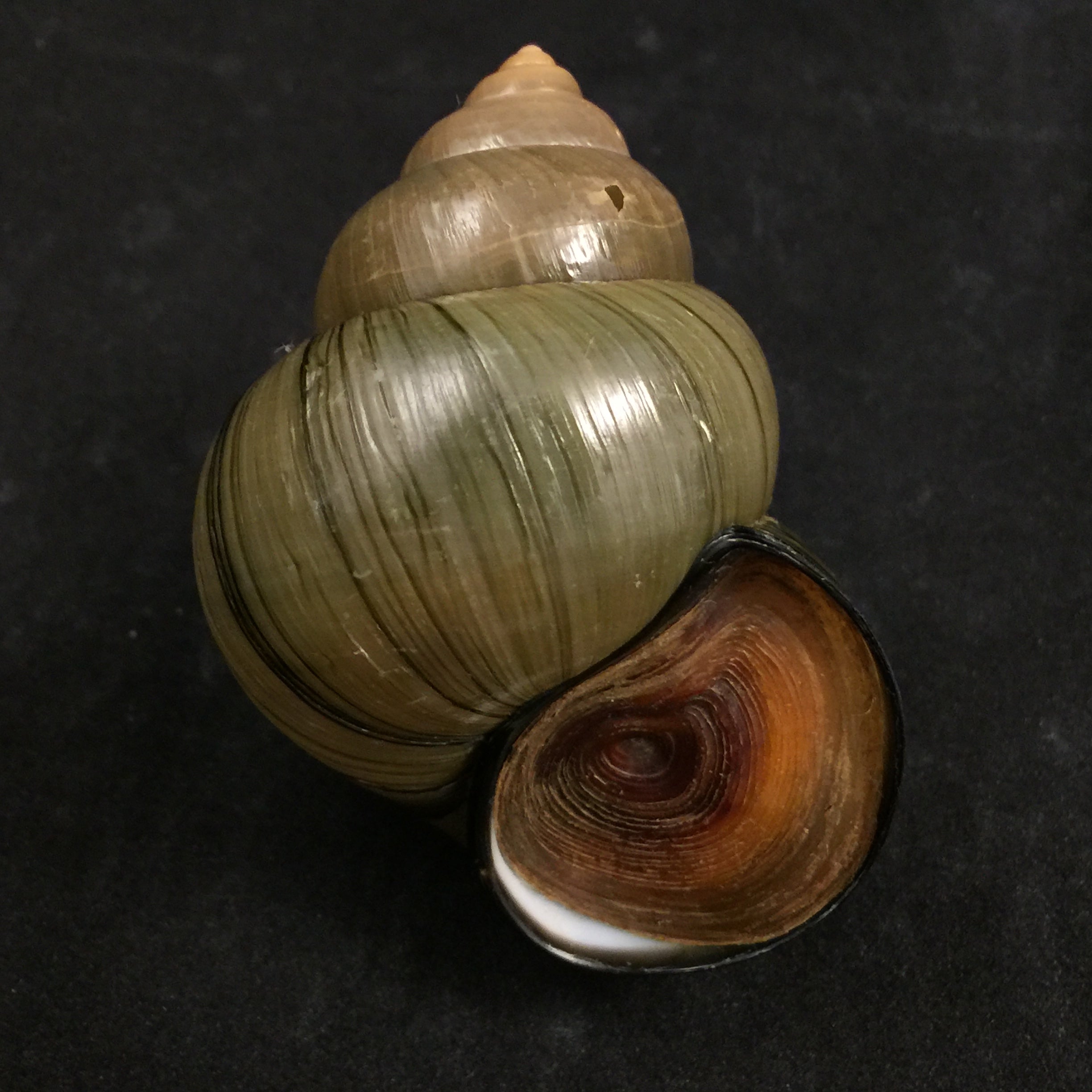 Cipangopaludina chinensis chinensis (灰色, 1834) - 60,4mm