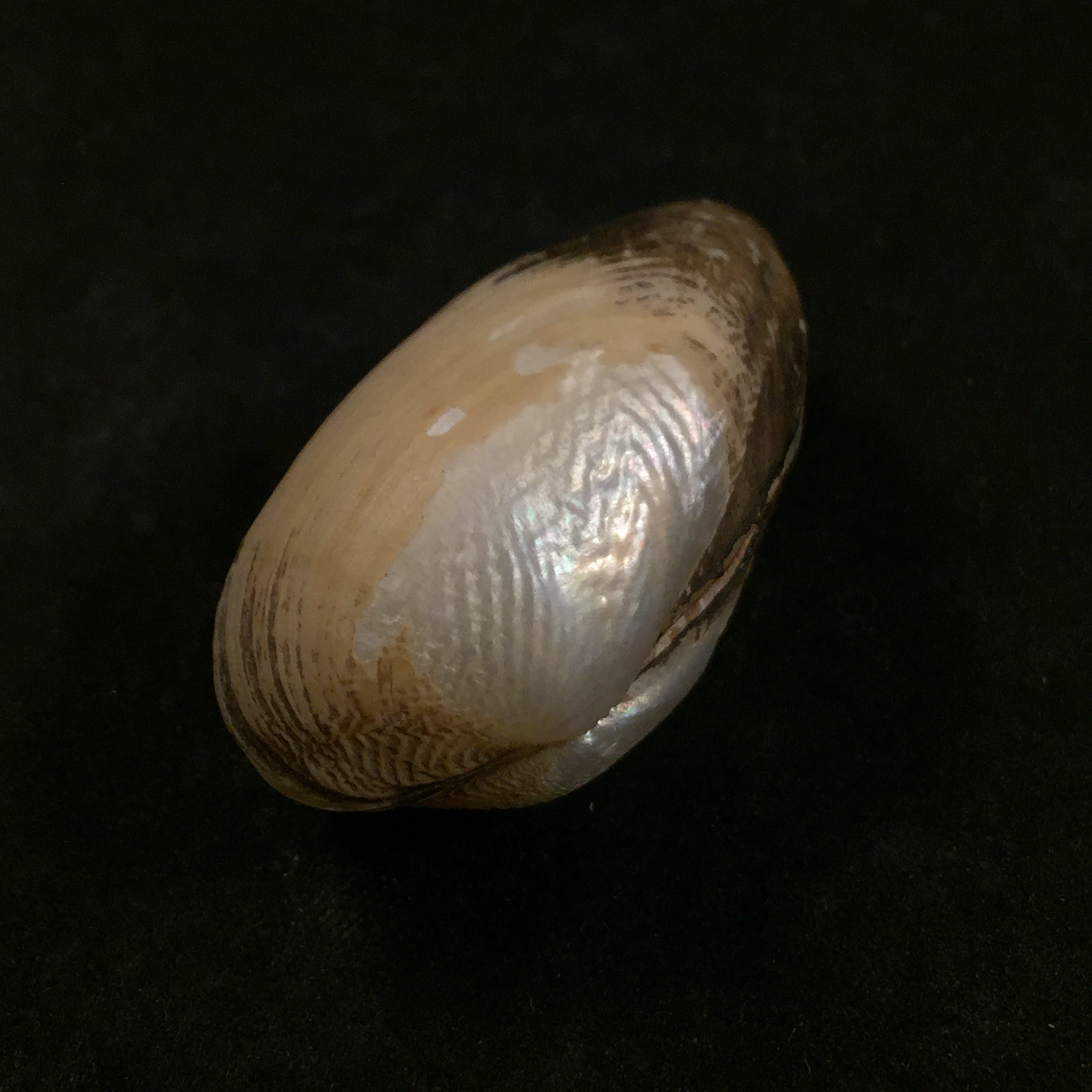 Coelatura Bakeri (H Adamas, 1866) - 41,2mm