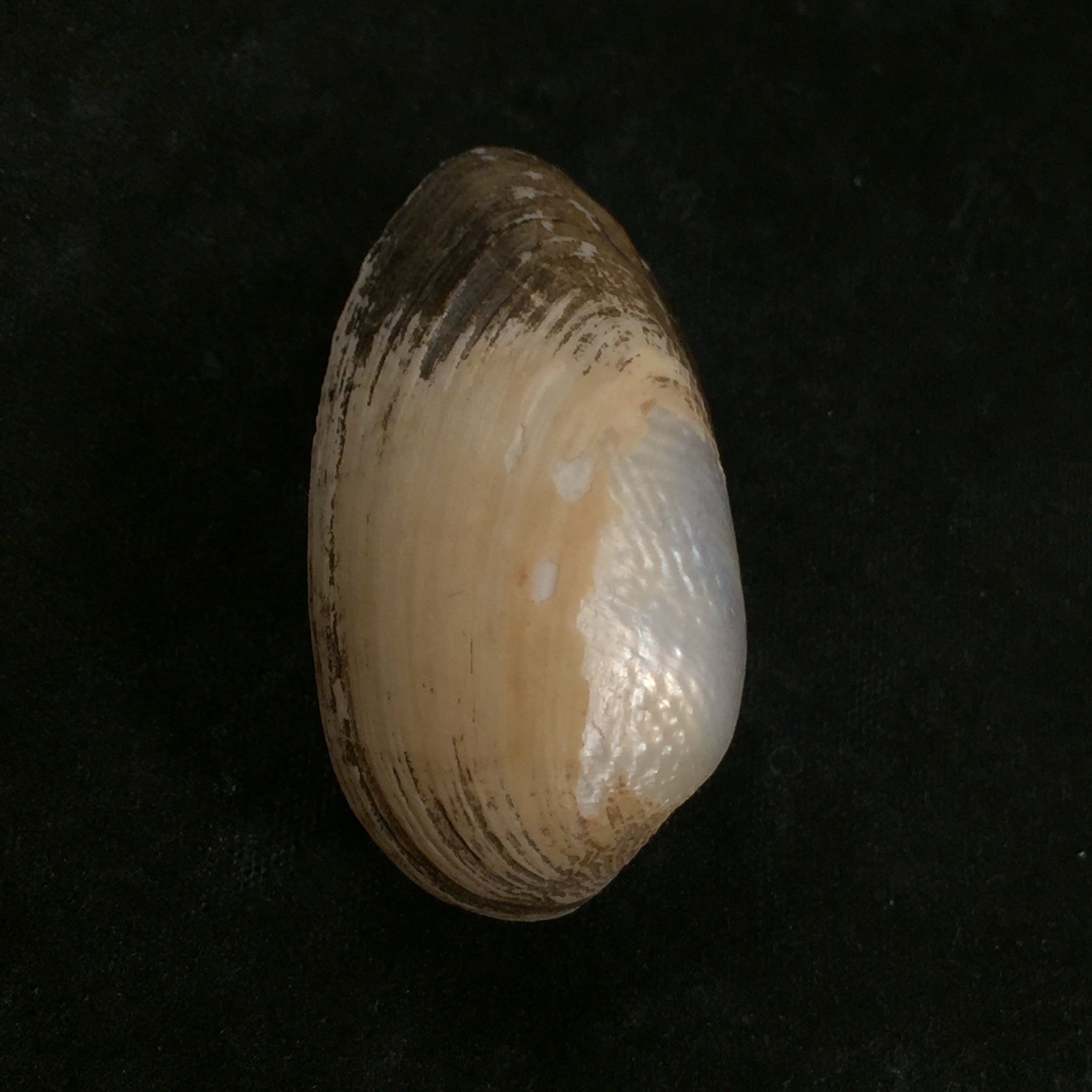 Coelatura Bakeri (H Adamas, 1866) - 41,2mm