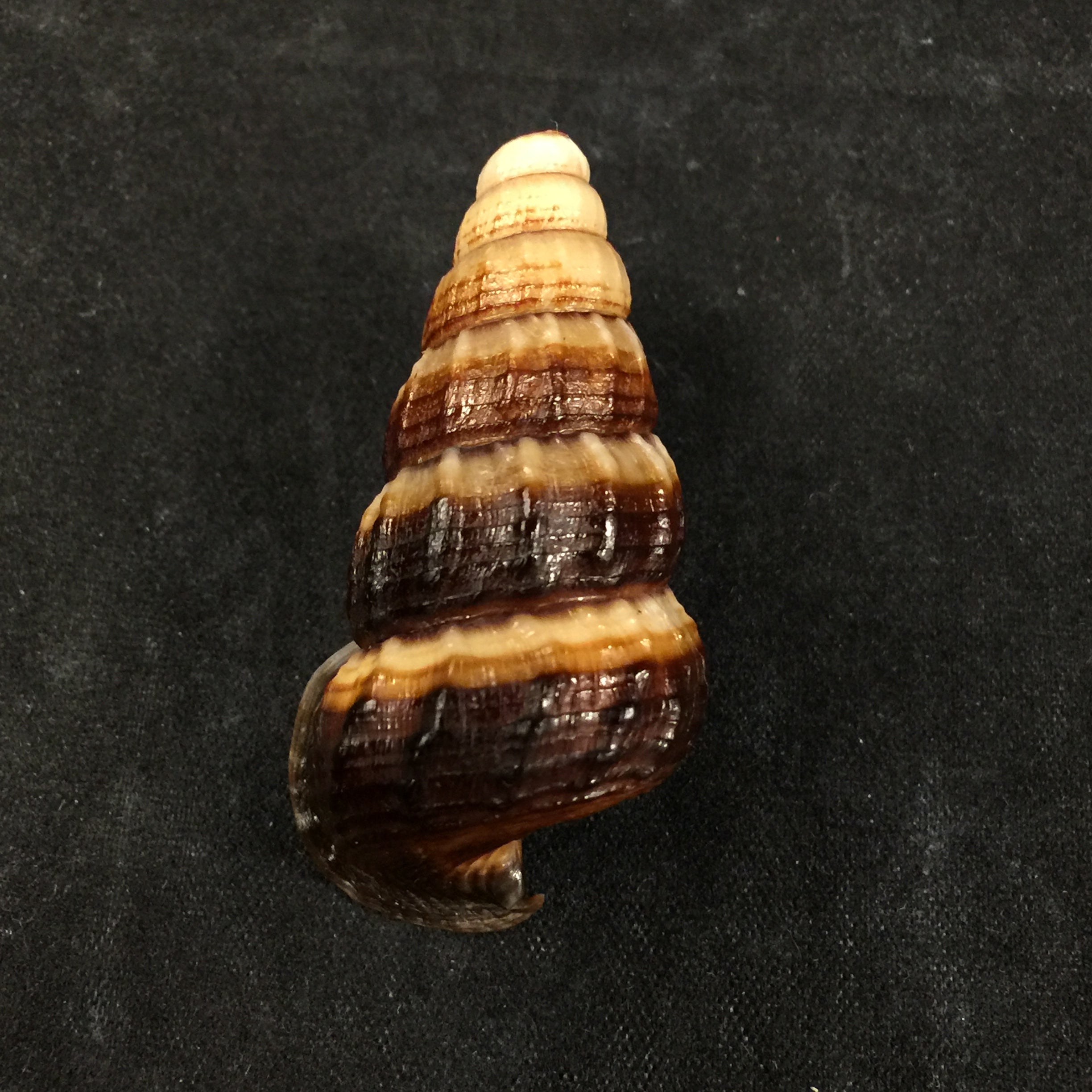 Cerithidea obtusa (拉马克, 1822) - 45,1mm