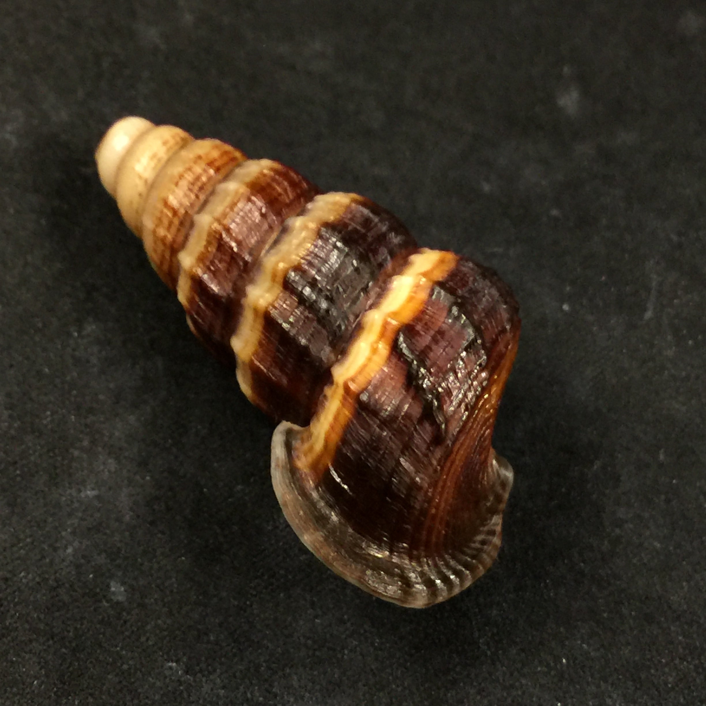 Cerithidea obtusa (拉马克, 1822) - 45,1mm