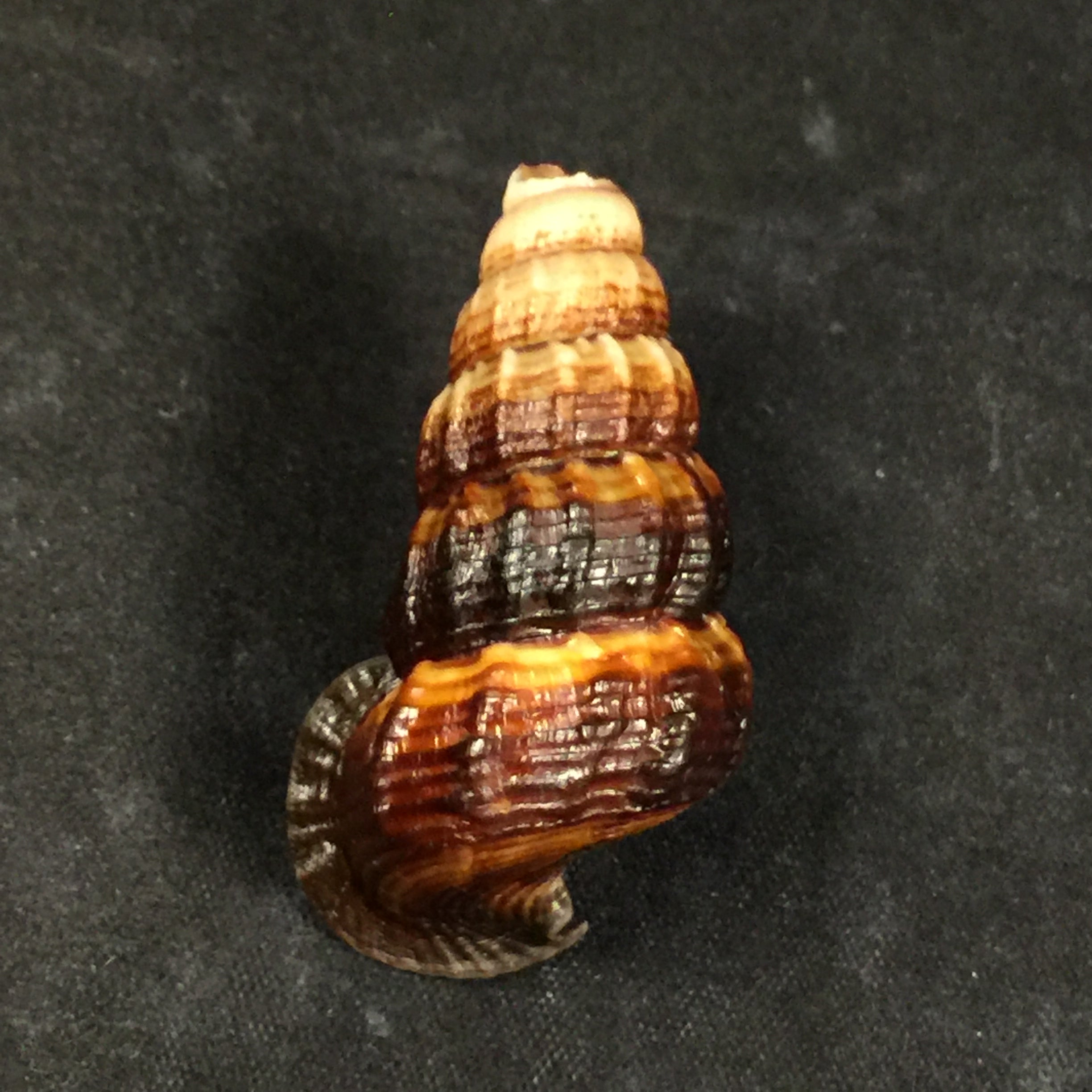Cerithidea obtusa (拉马克, 1822) - 44,8mm