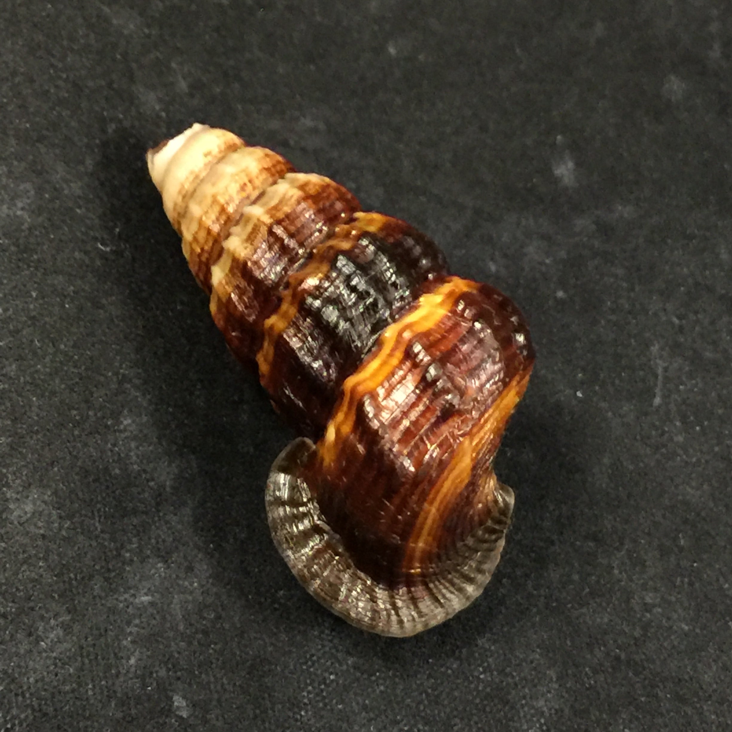 Cerithidea obtusa (拉马克, 1822) - 44,8mm
