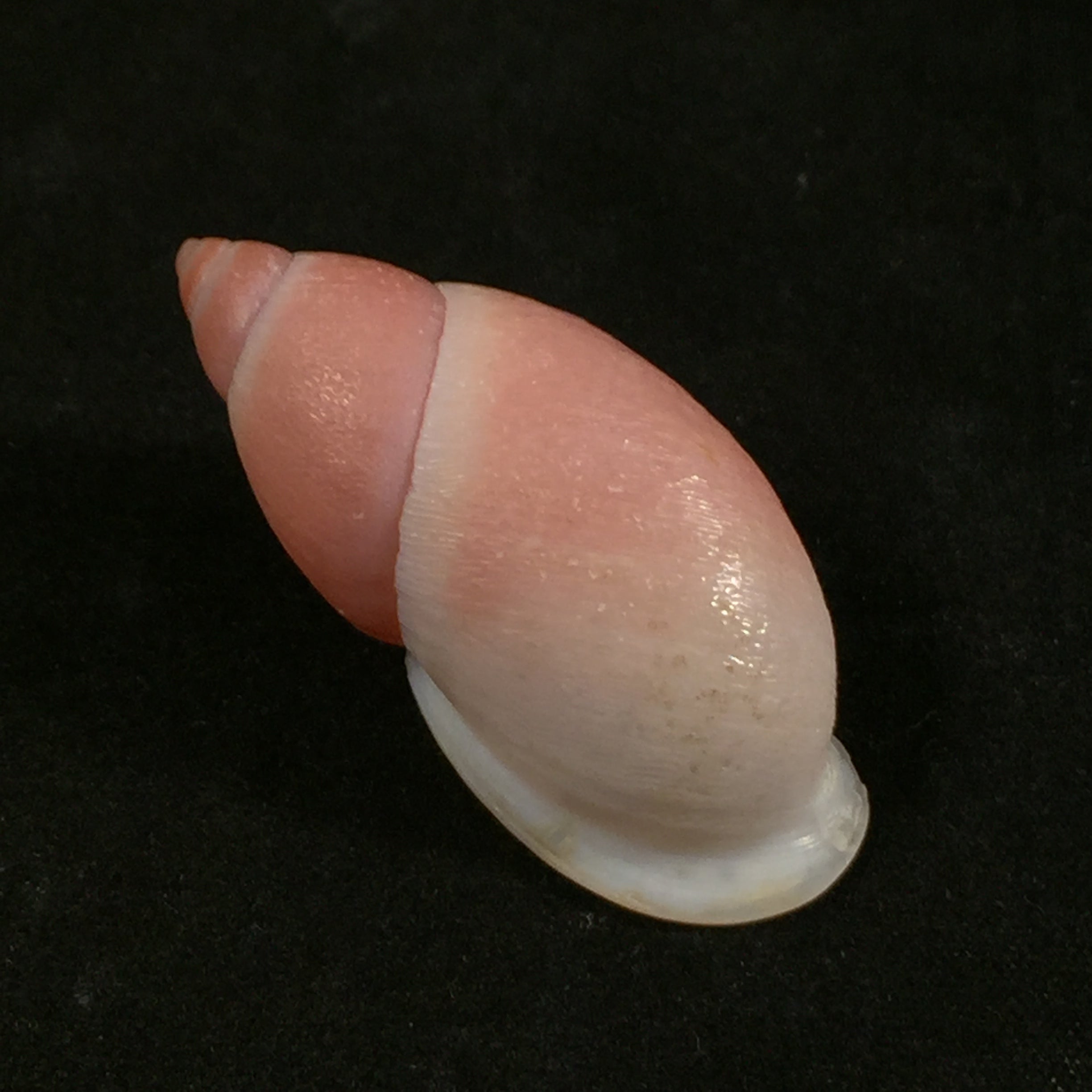 Stropocheilus debilis Bequaert, 1948 - 45,6mm