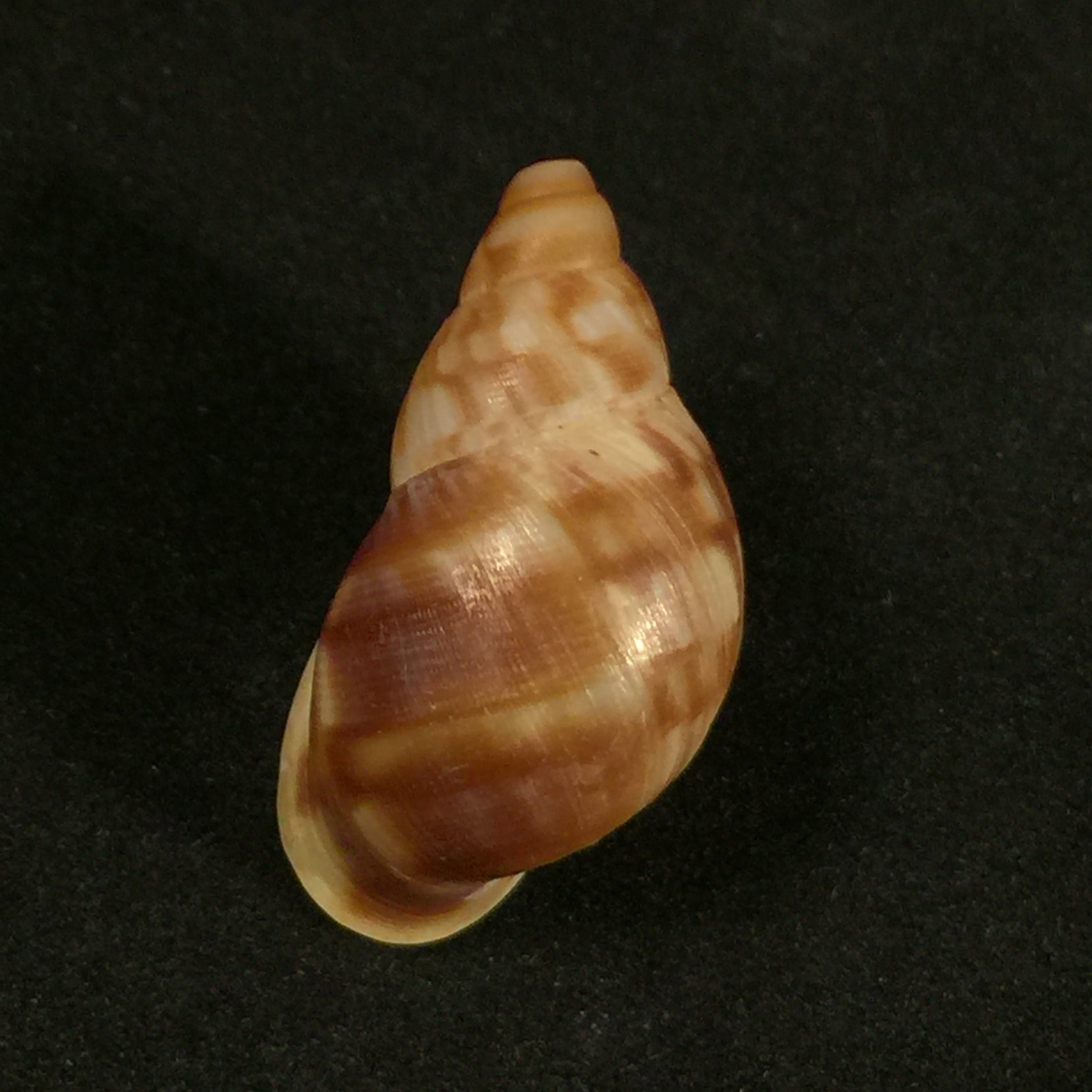 Anthinus albolabiatus Jaeckel, 1927 - 32,6毫米