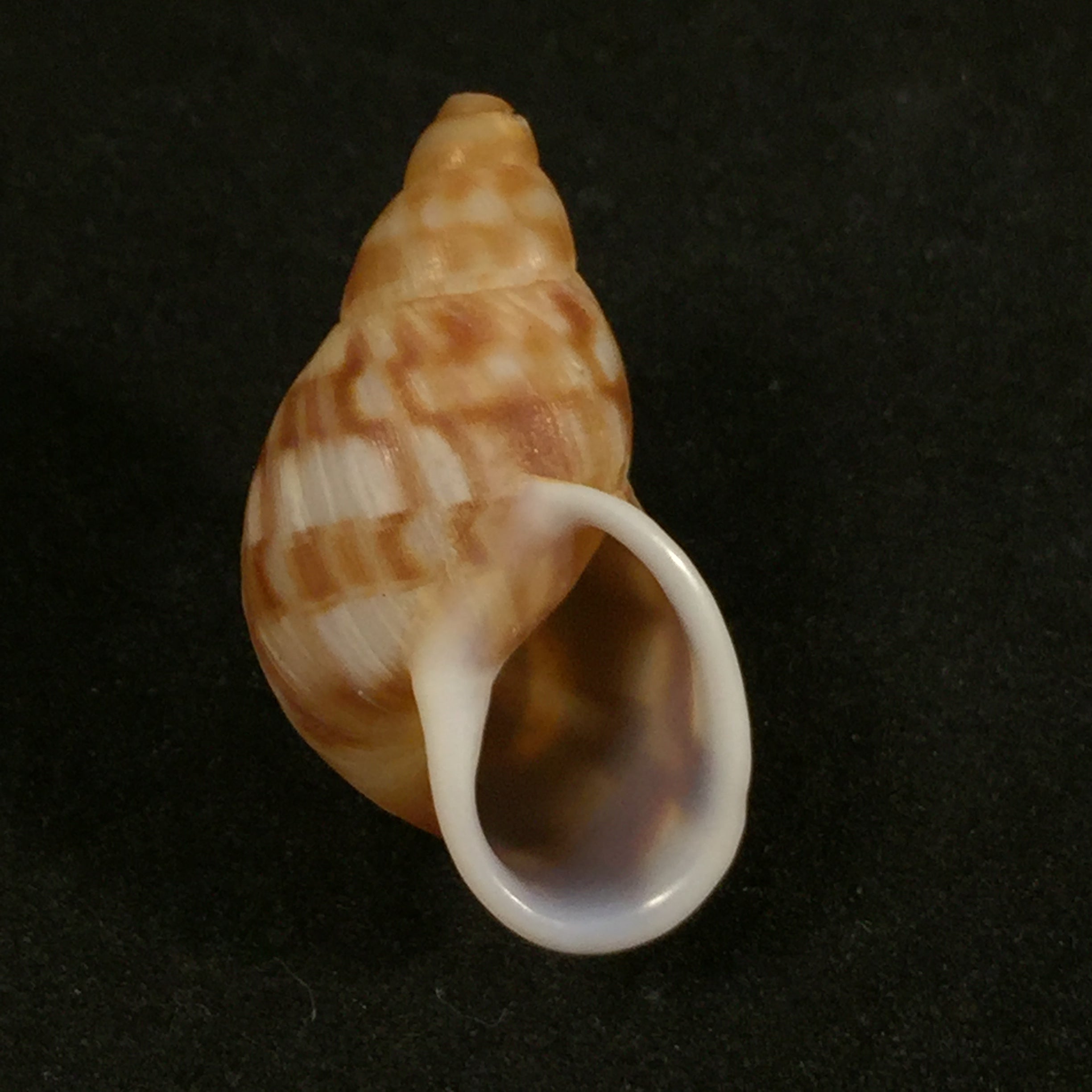Anthinus albolabiatus Jaeckel, 1927 - 32,6毫米
