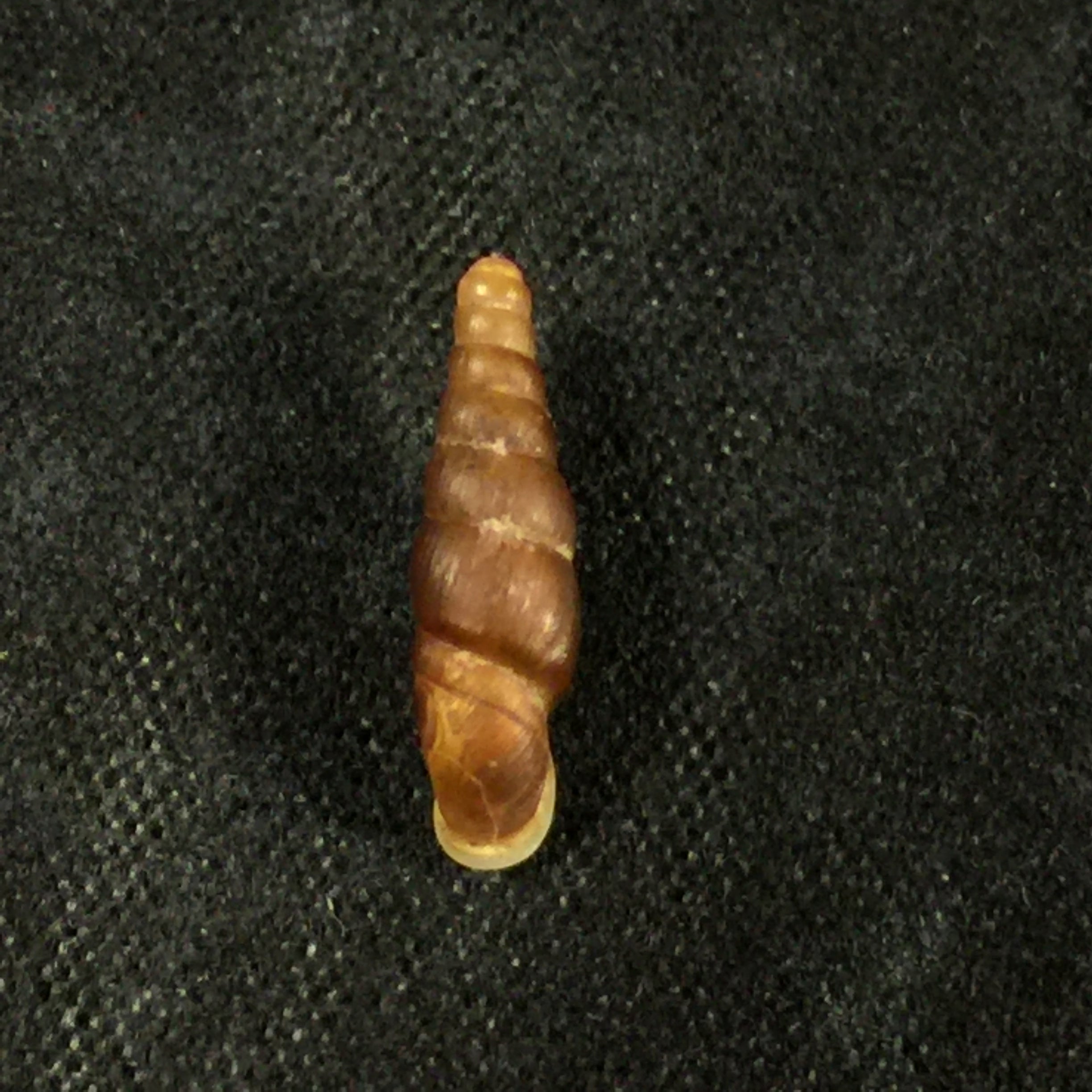 Hemiphaedusa kosakai (Kuroda, 1941) - 13,2mm