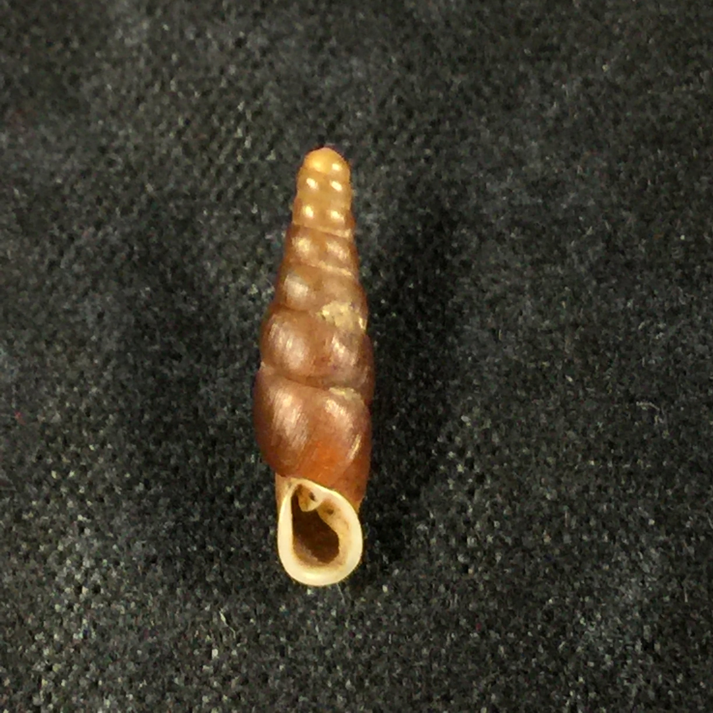 Hemiphaedusa kosakai (Kuroda, 1941) - 13,2mm