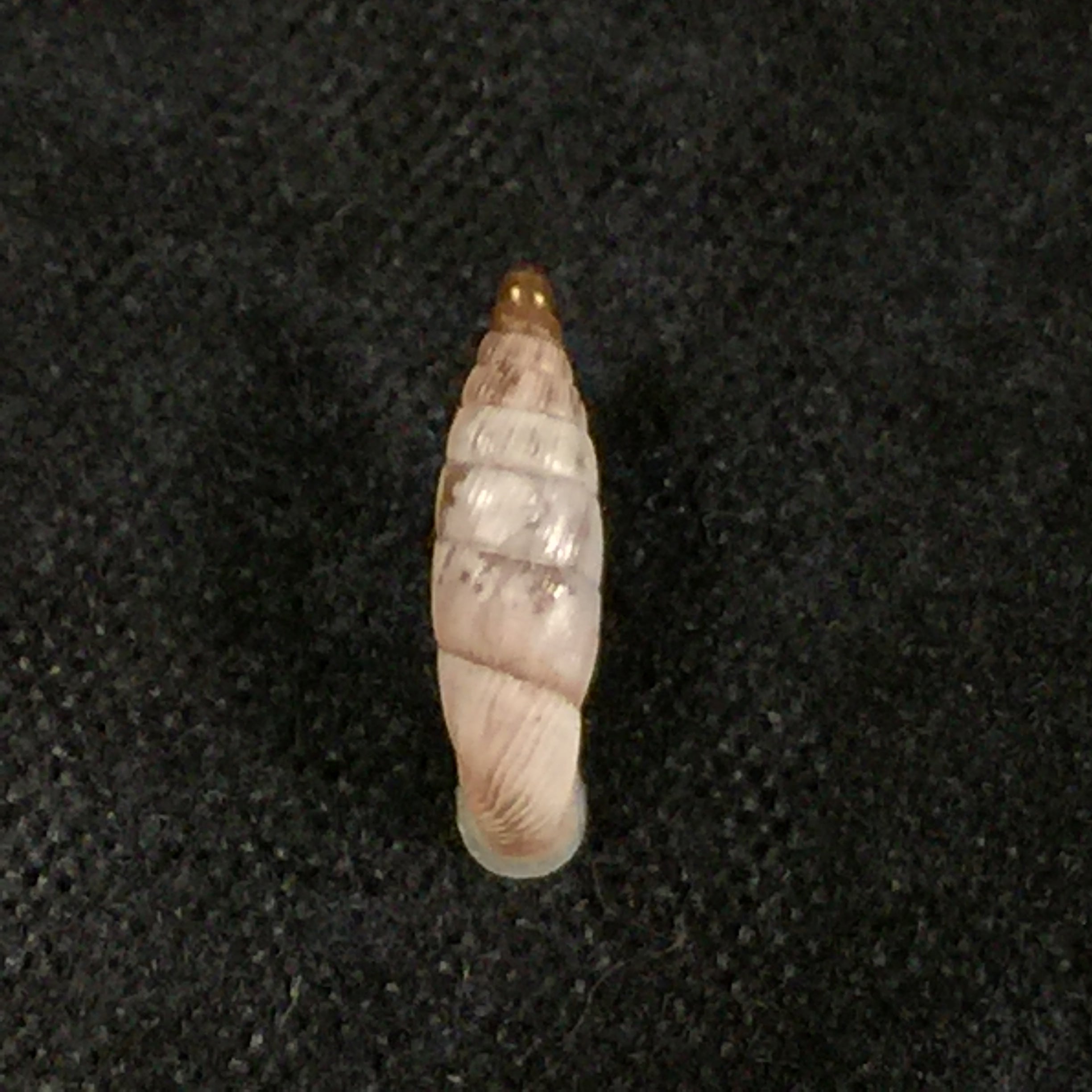 Albinaria schuchii schuchii (Rossmässler, 1836) - 10,5mm