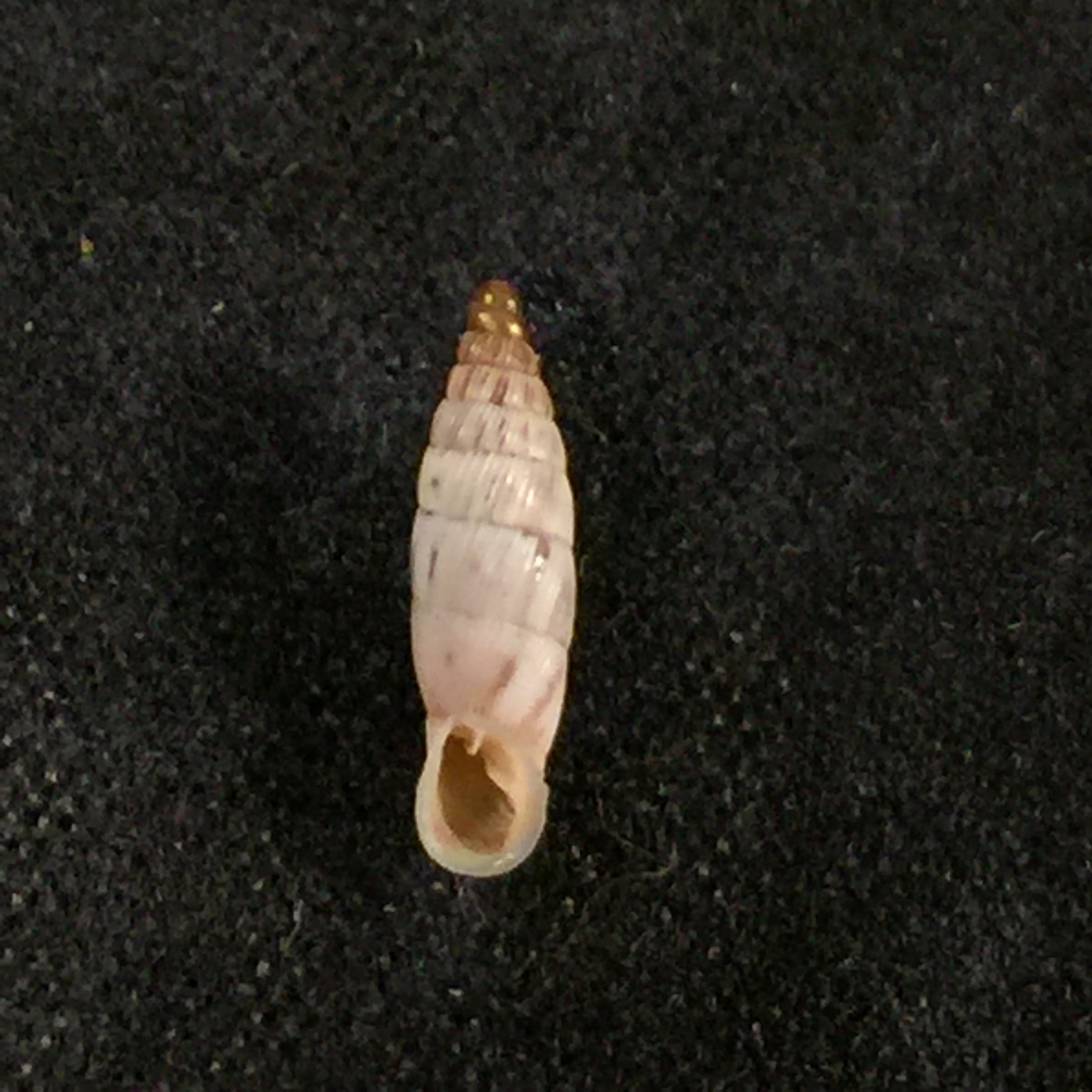 Albinaria schuchii schuchii (Rossmässler, 1836) - 10,5mm